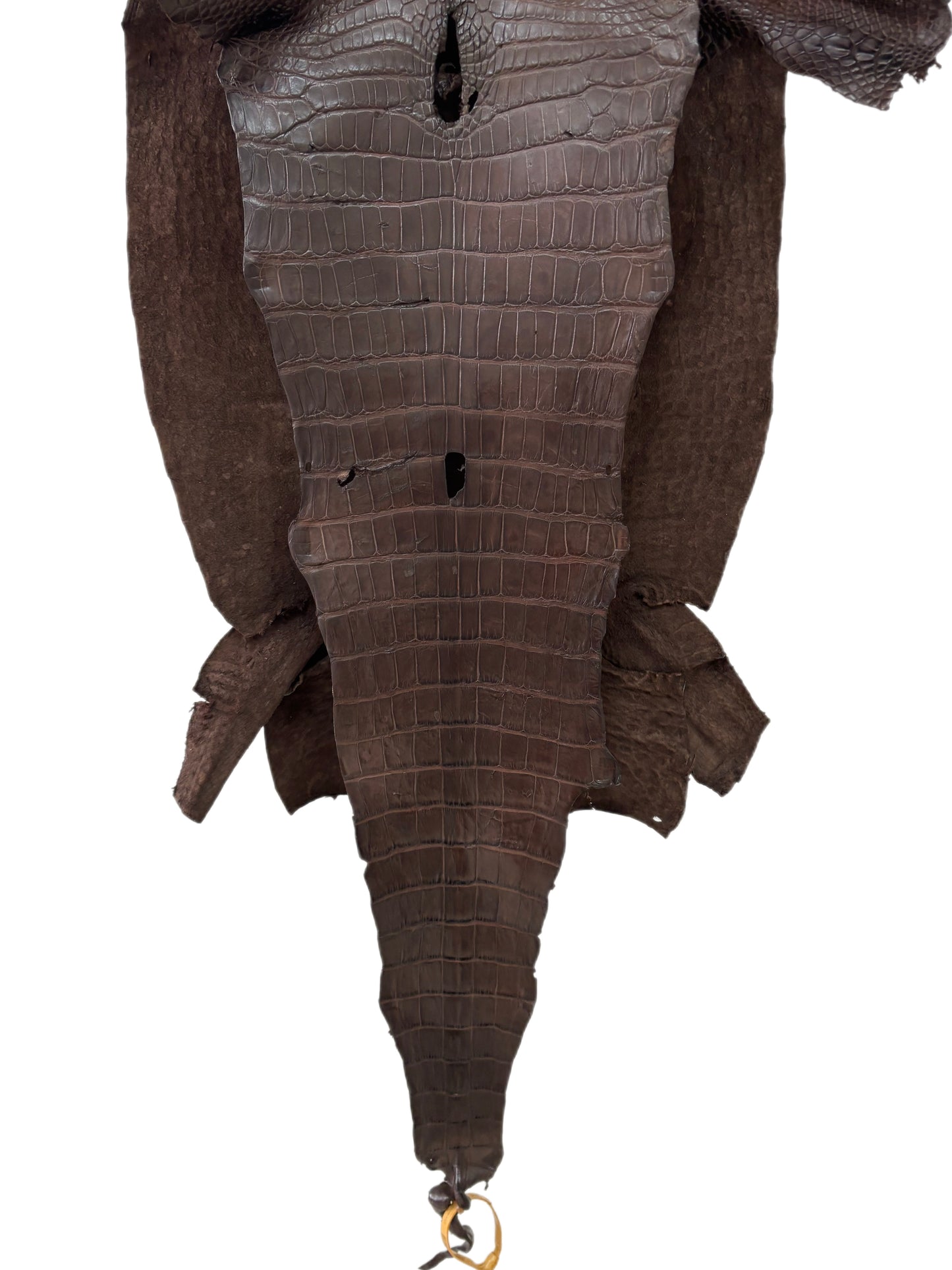 43 cm Grade 2/3 Chocolate Matte Wild American Alligator Leather - Tag: LA23-0050064