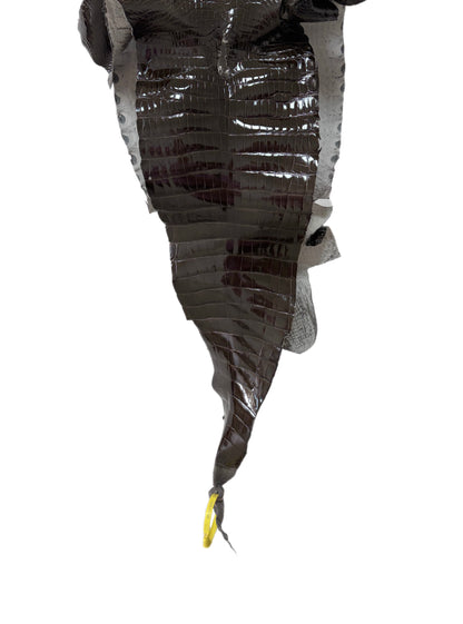 31 cm Grade 1/2 Cocoa Glazed Farm-Raised American Alligator Leather - Tag: LA25-0311346