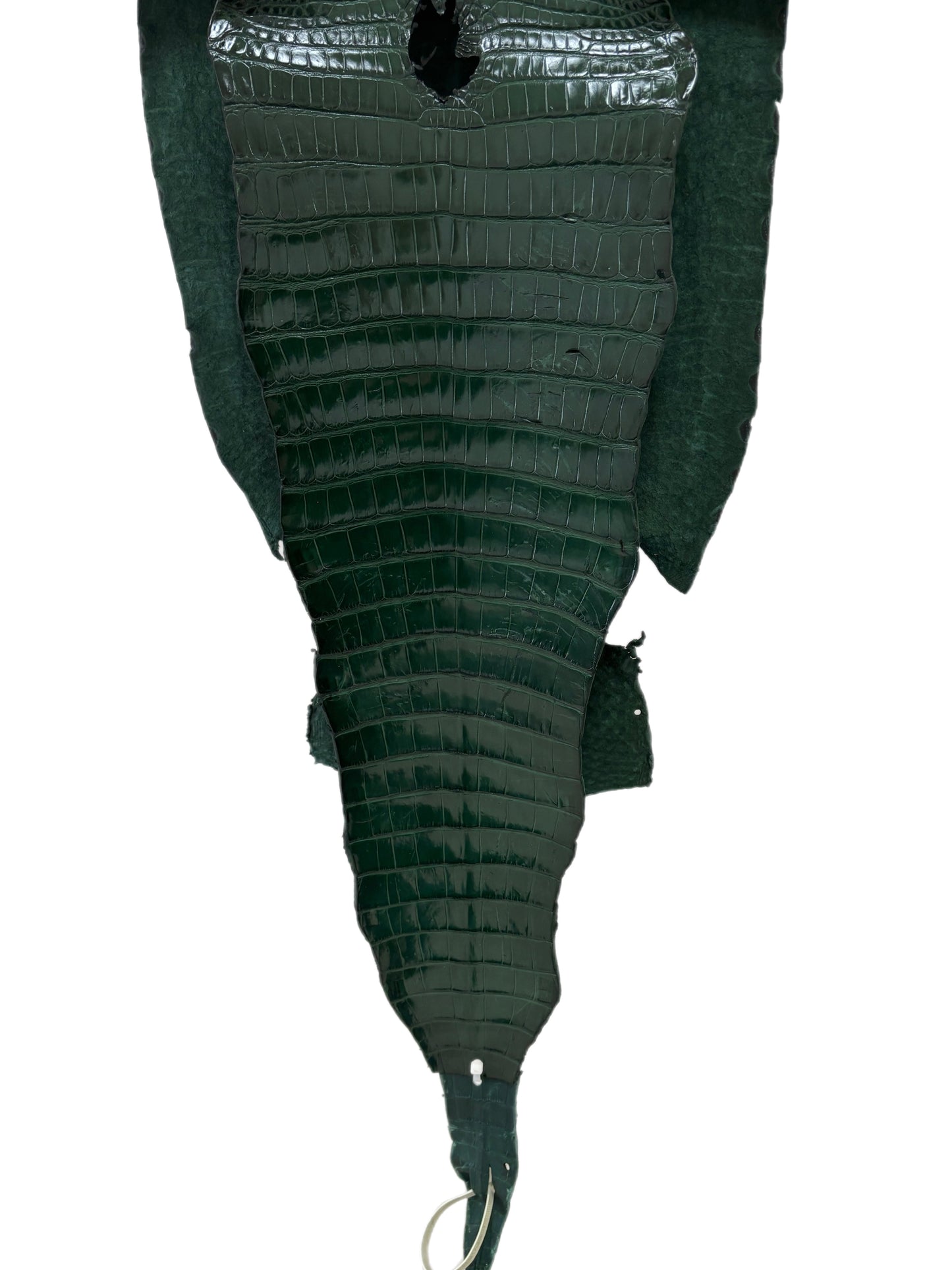 34 cm Grade 2/3 Forest Green Millennium Farm-Raised American Alligator Leather - Tag: FL17-0035821