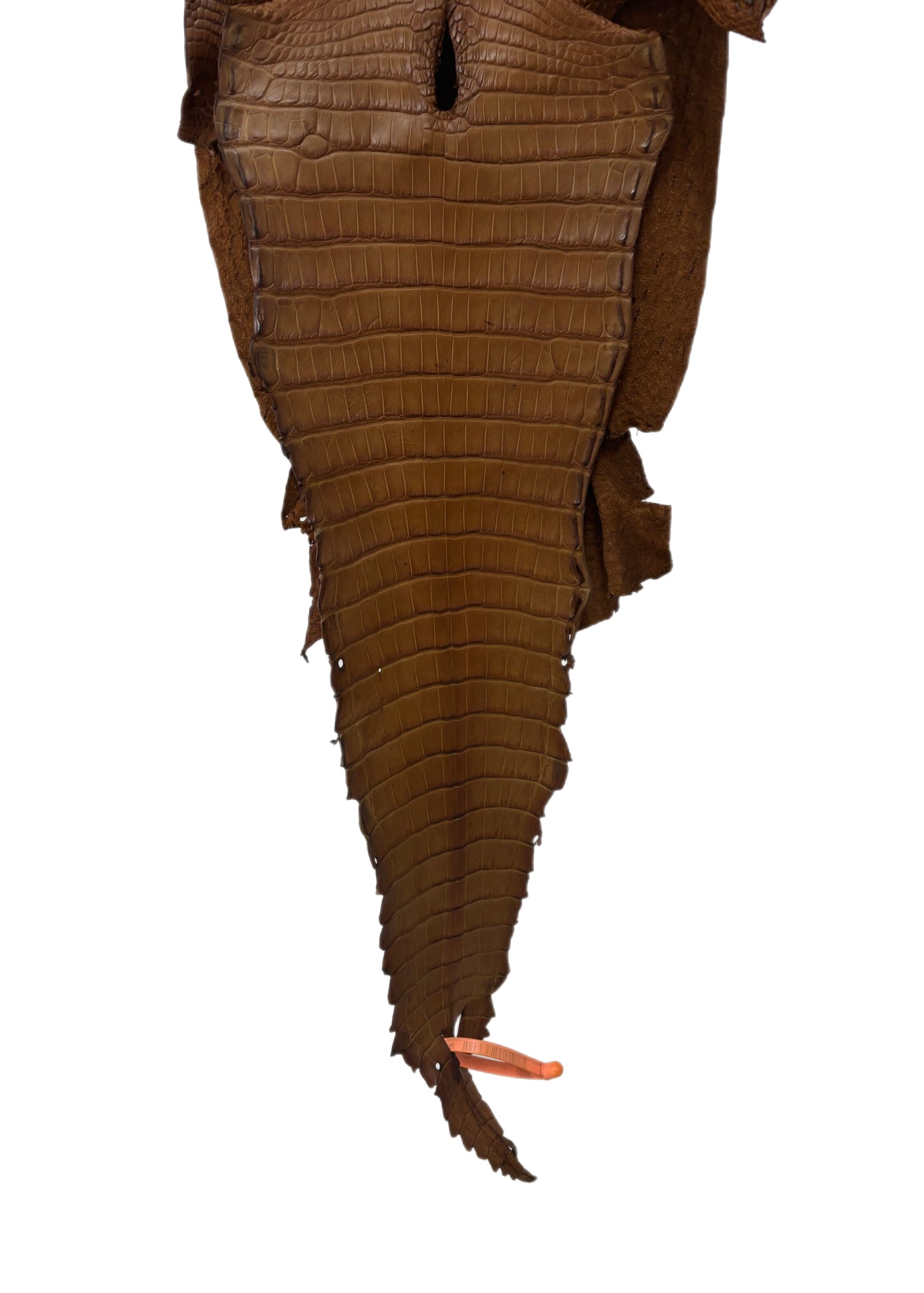 28 cm Grade 2/3 Kango Tabac Matte Farm-Raised American Alligator Leather - Tag: FL21-0024139