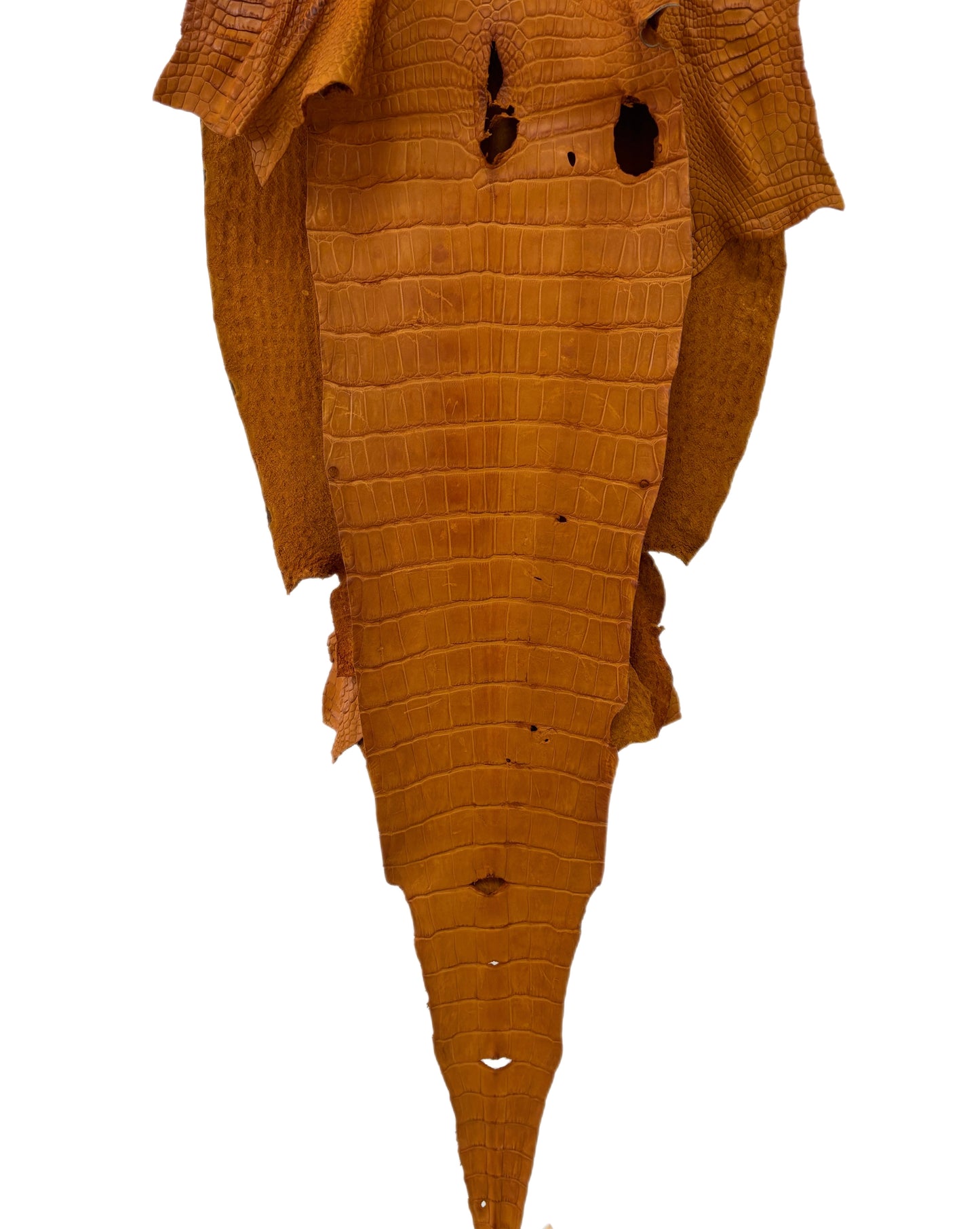 38 cm Grade 3/4 Buttercup Matte Wild American Alligator Leather - Tag: LA23-0003357