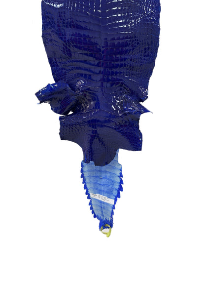 29 cm Grade 1 Electric Blue Glazed Wild American Alligator Leather - Tag: FL22-0002254