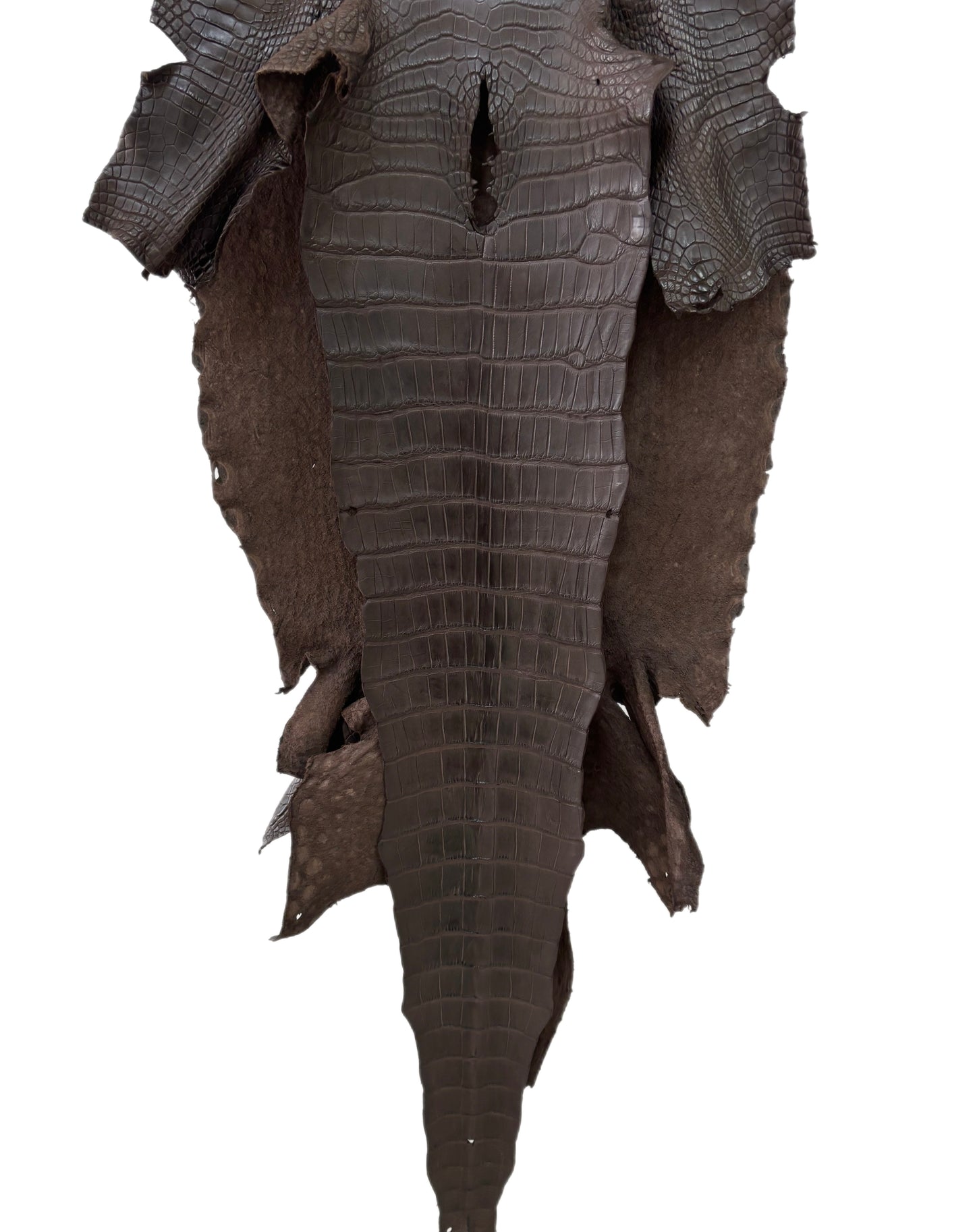 44 cm Grade 4/5 Dark Chocolate Matte Wild American Alligator Leather - Tag: LA23-0027154