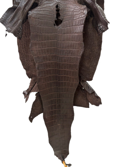 41 cm Grade 3/4 Chocolate Matte Wild American Alligator Leather - Tag: LA23-0033903