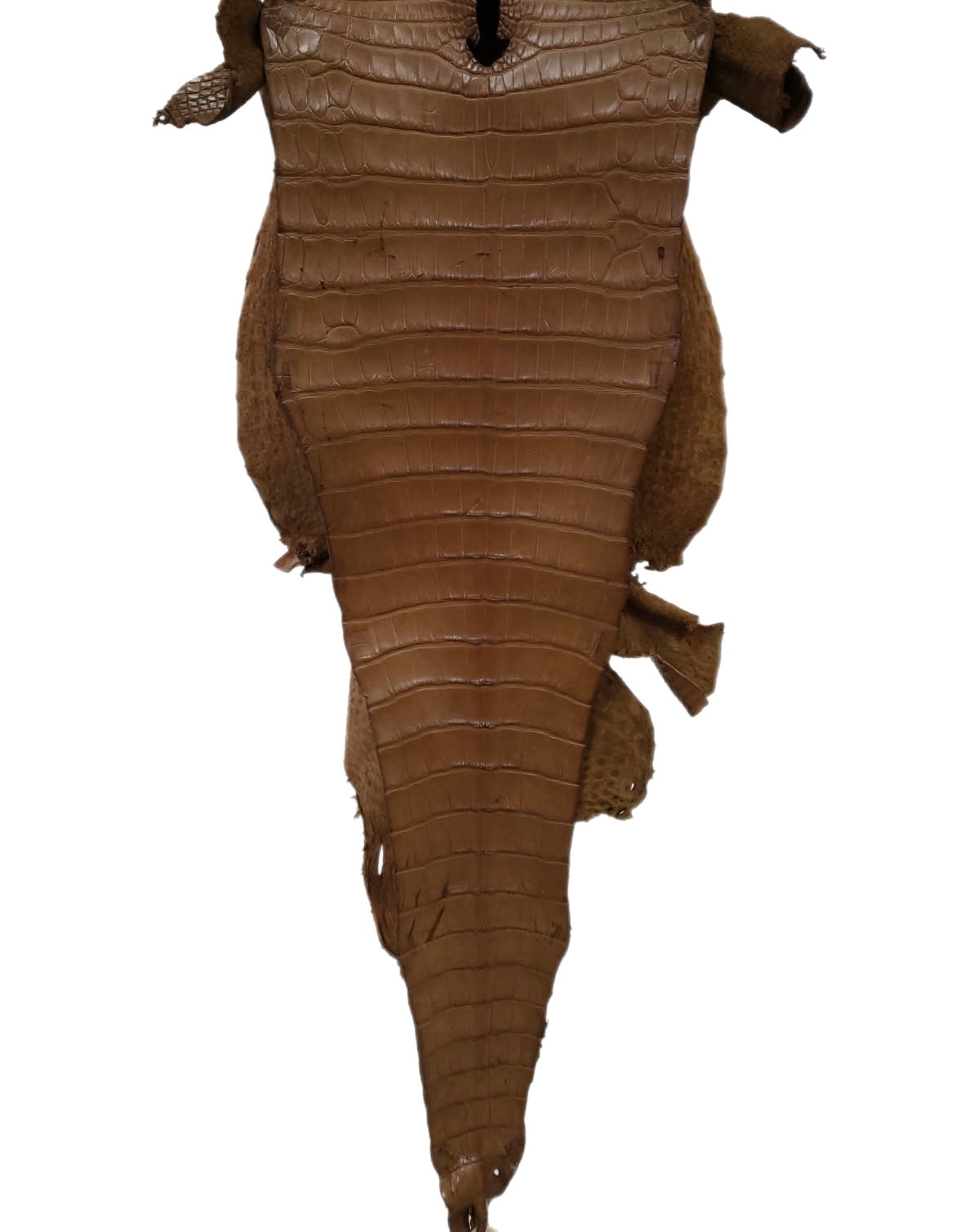 33 cm Grade 2/3 Kango Tabac Matte Farm-Raised American Alligator Leather - Tag: FL17-0036255