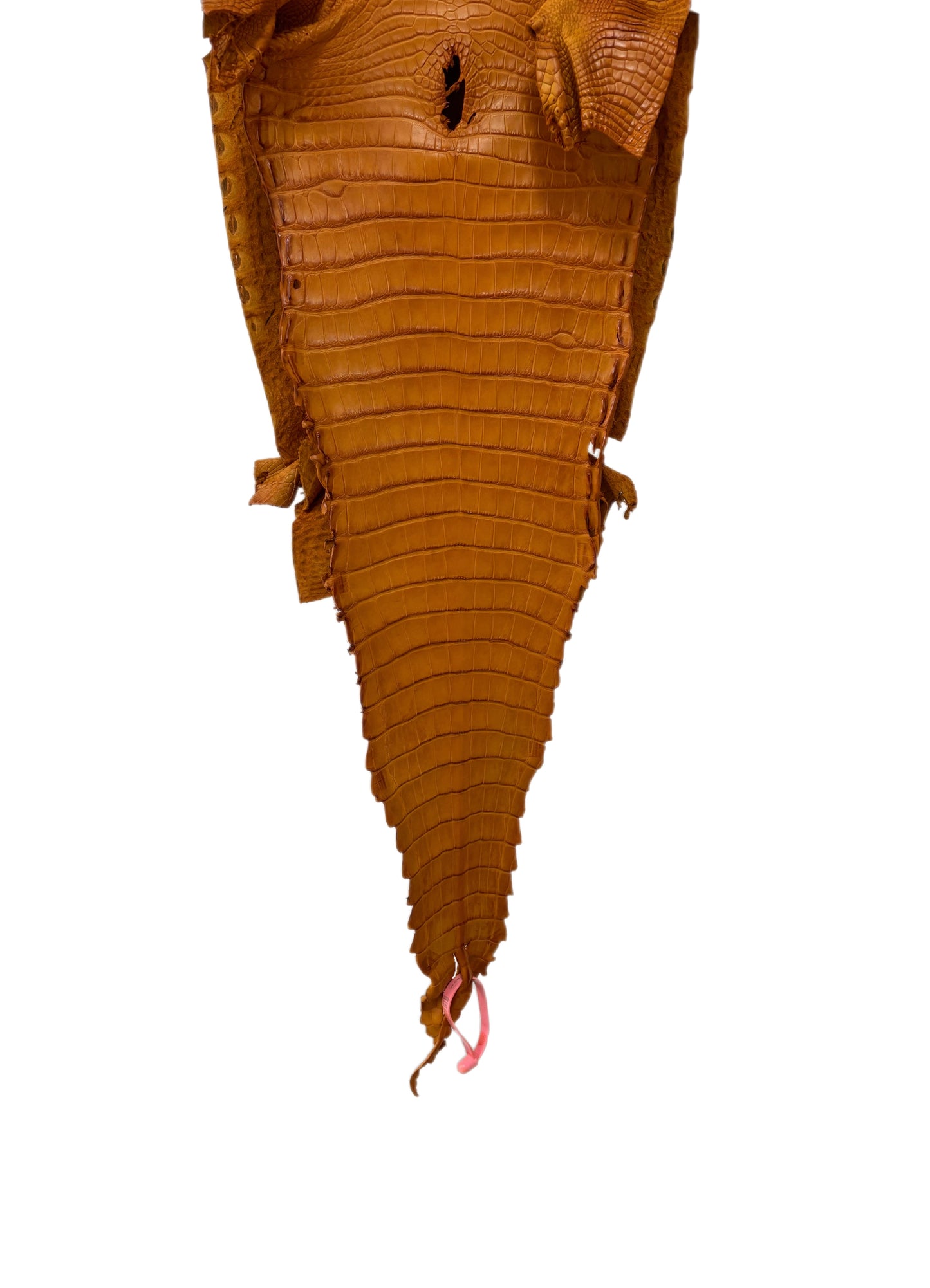 29 cm Grade 1/2 Buttercup Matte Farm-Raised American Alligator Leather - Tag: FL21-0024006