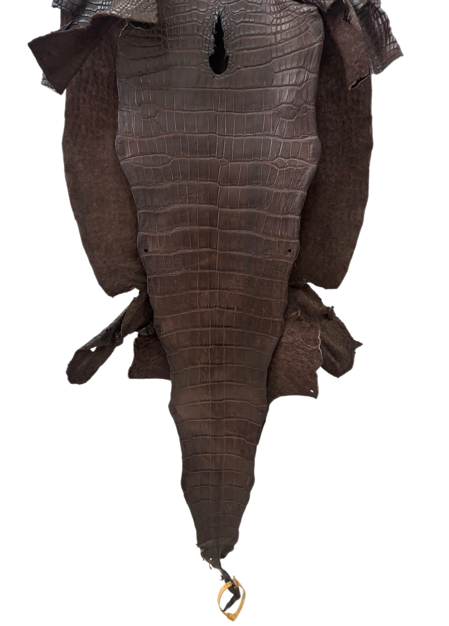 40 cm Grade 2/3 Chocolate Matte Wild American Alligator Leather - Tag: LA23-0051979