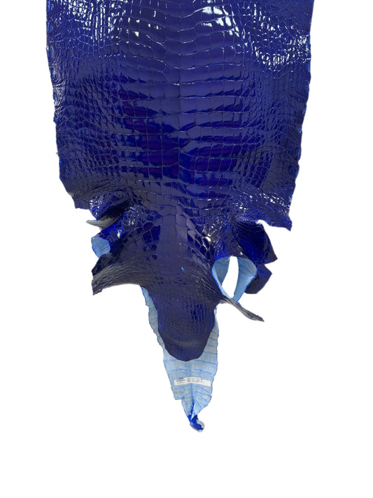 44 cm Grade 1/2 Electric Blue Glazed Wild American Alligator Leather - Tag: FL23-0001622