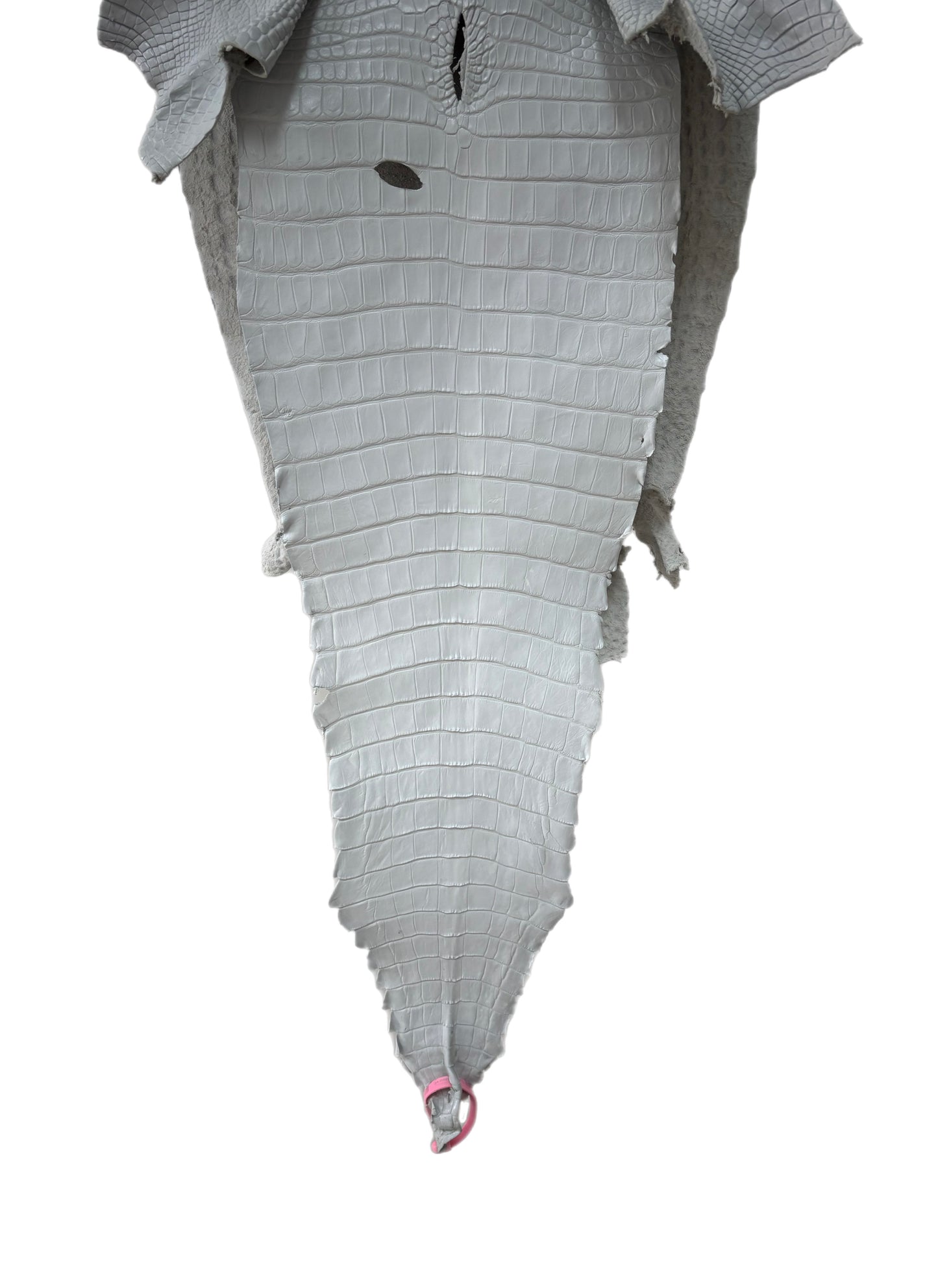 36 cm Grade 1/2 White Matte Farm-Raised American Alligator Leather - Tag: FL21-0024221