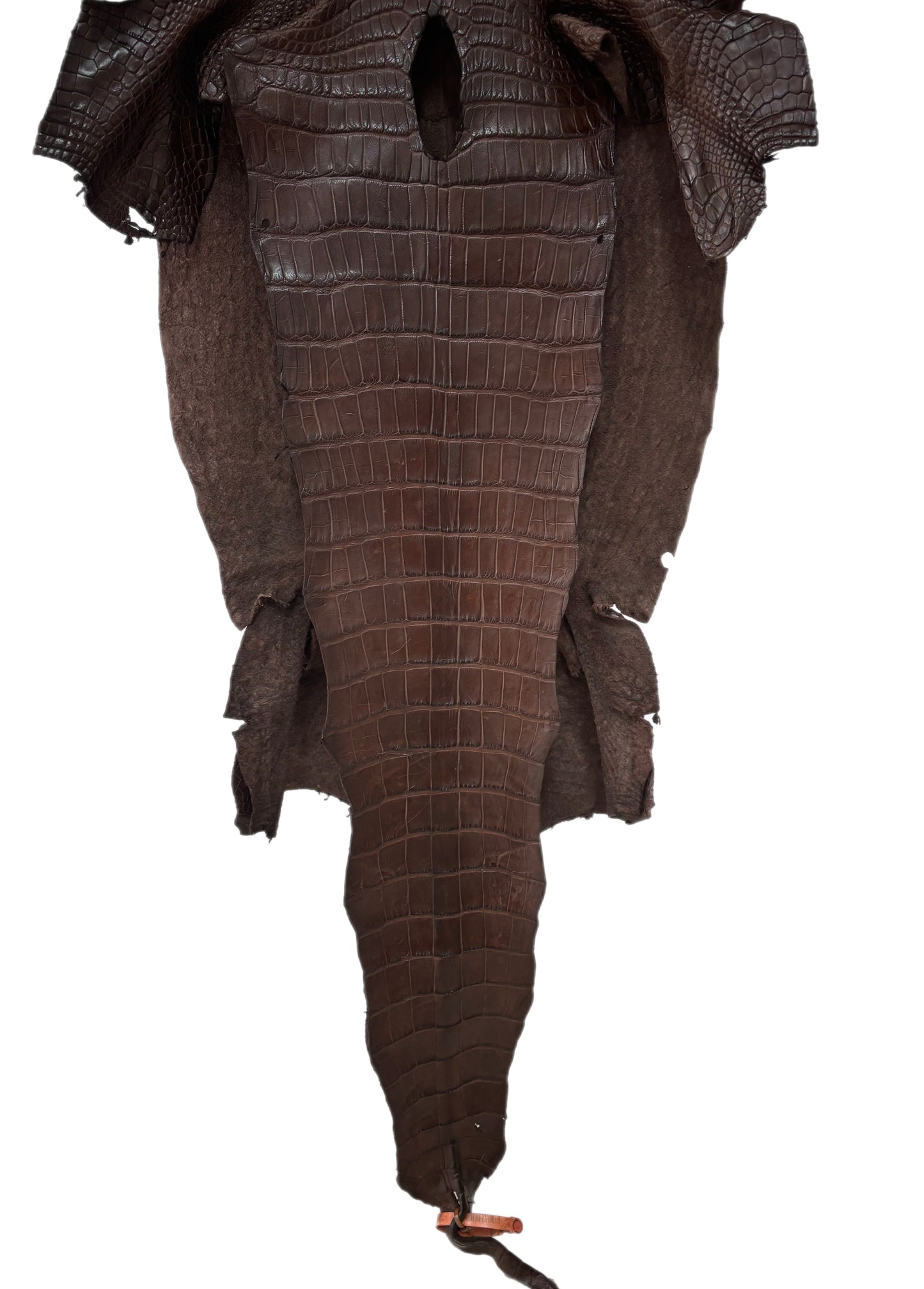 42 cm Grade 3/4 Chocolate Matte Wild American Alligator Leather - Tag: LA24-0023180