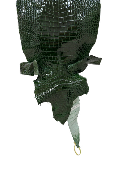 34 cm Grade 1/2 Forest Green Glazed Wild American Alligator Leather - Tag: LA16-0033629