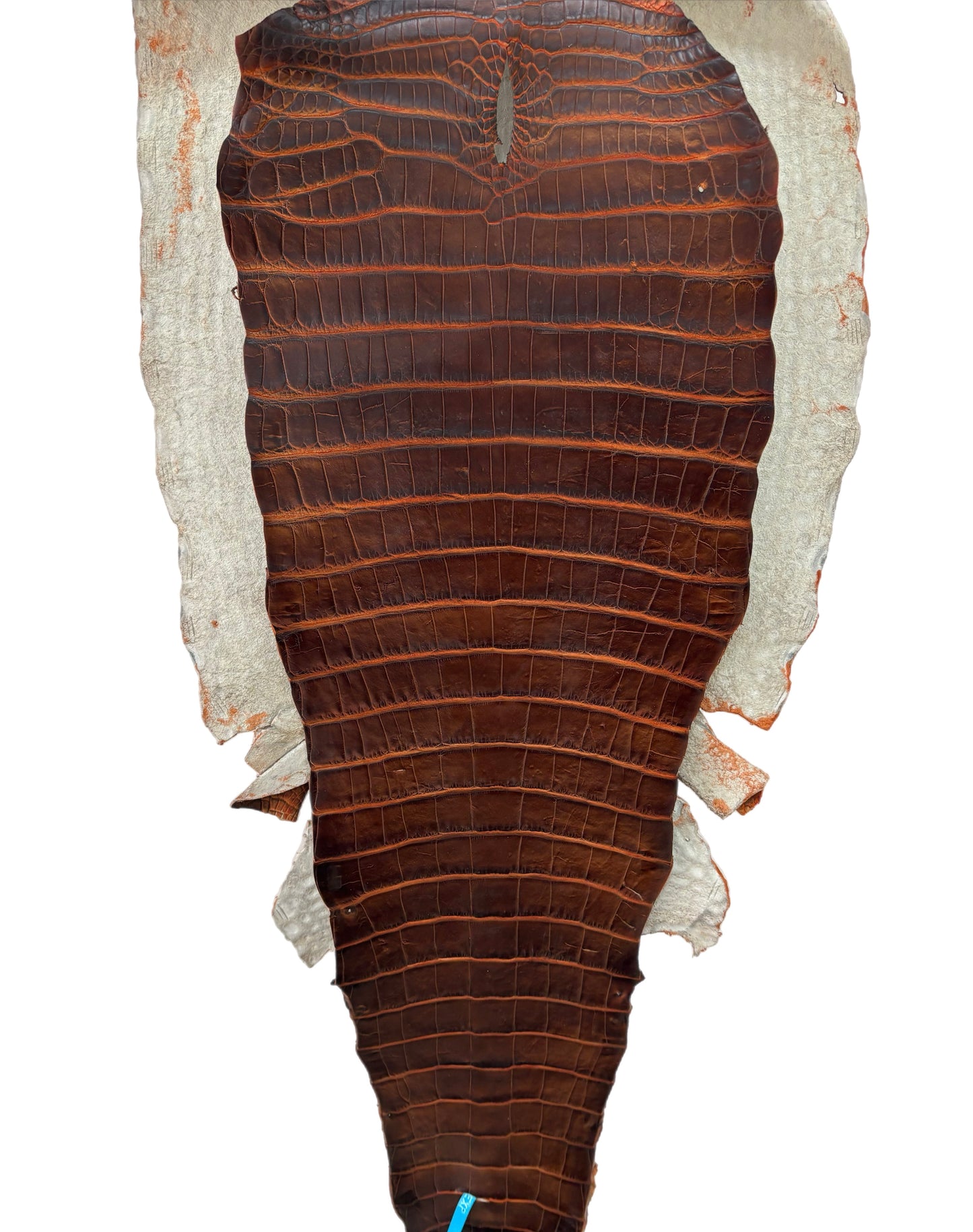 40 cm Grade 1/2 Sienna Matte Wild American Alligator Leather - Tag: ESRE-0050838