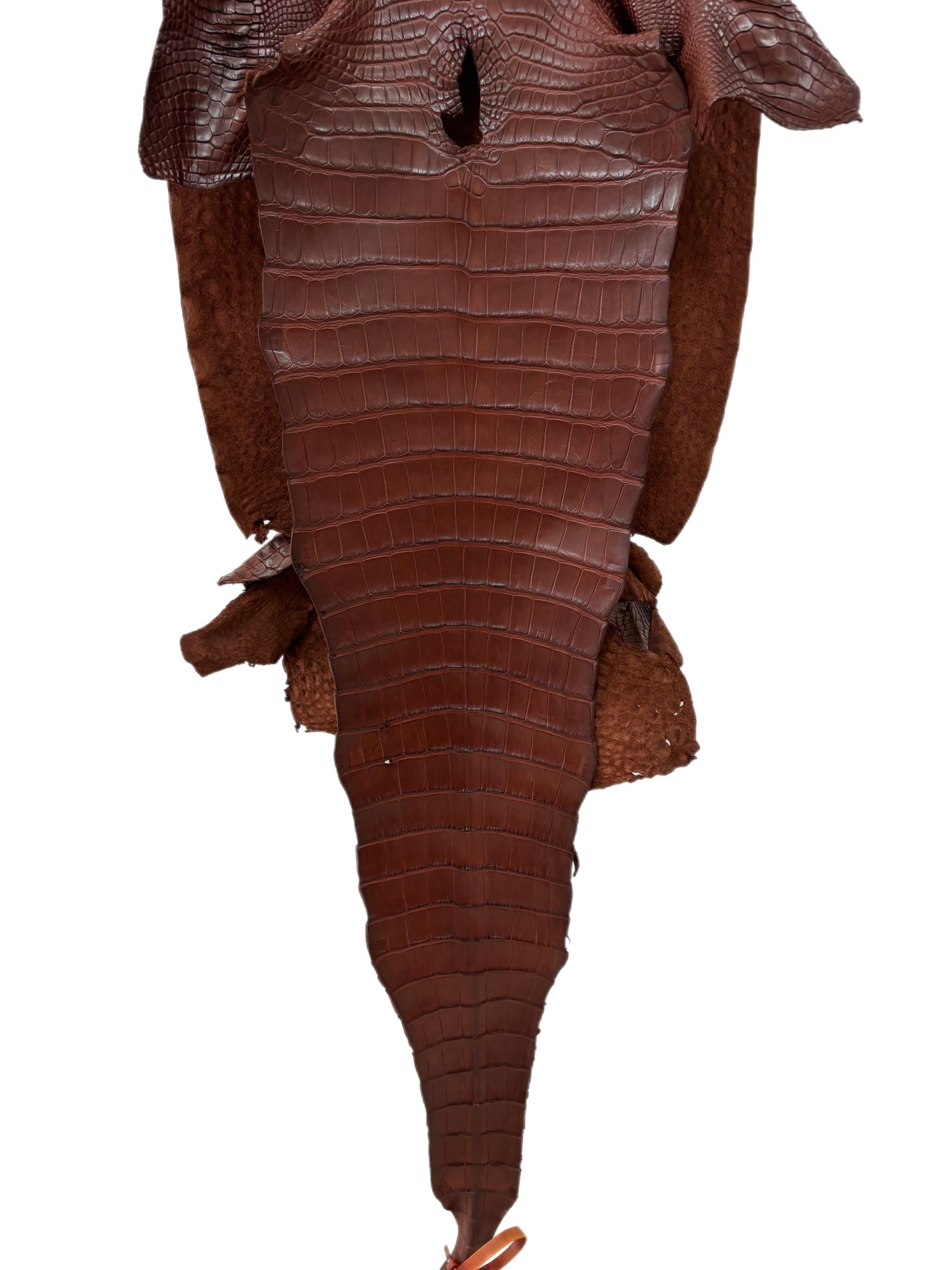 37 cm Grade 2/3 Italian Gold Matte Farm-Raised American Alligator Leather - Tag: FL17-0036797