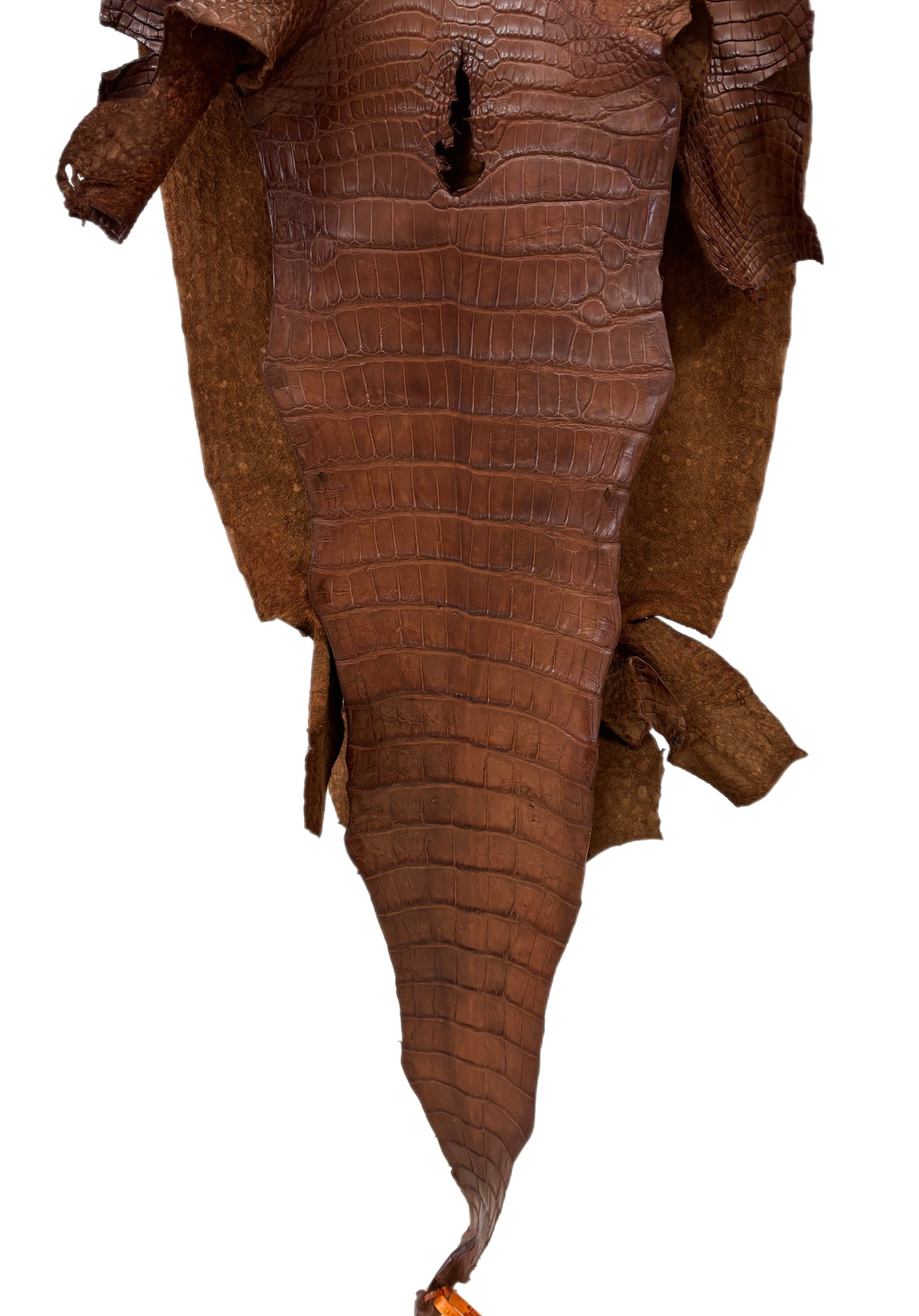 43 cm Grade 3/4  Cigar Matte Wild American Alligator Leather - Tag: LA23-0047103
