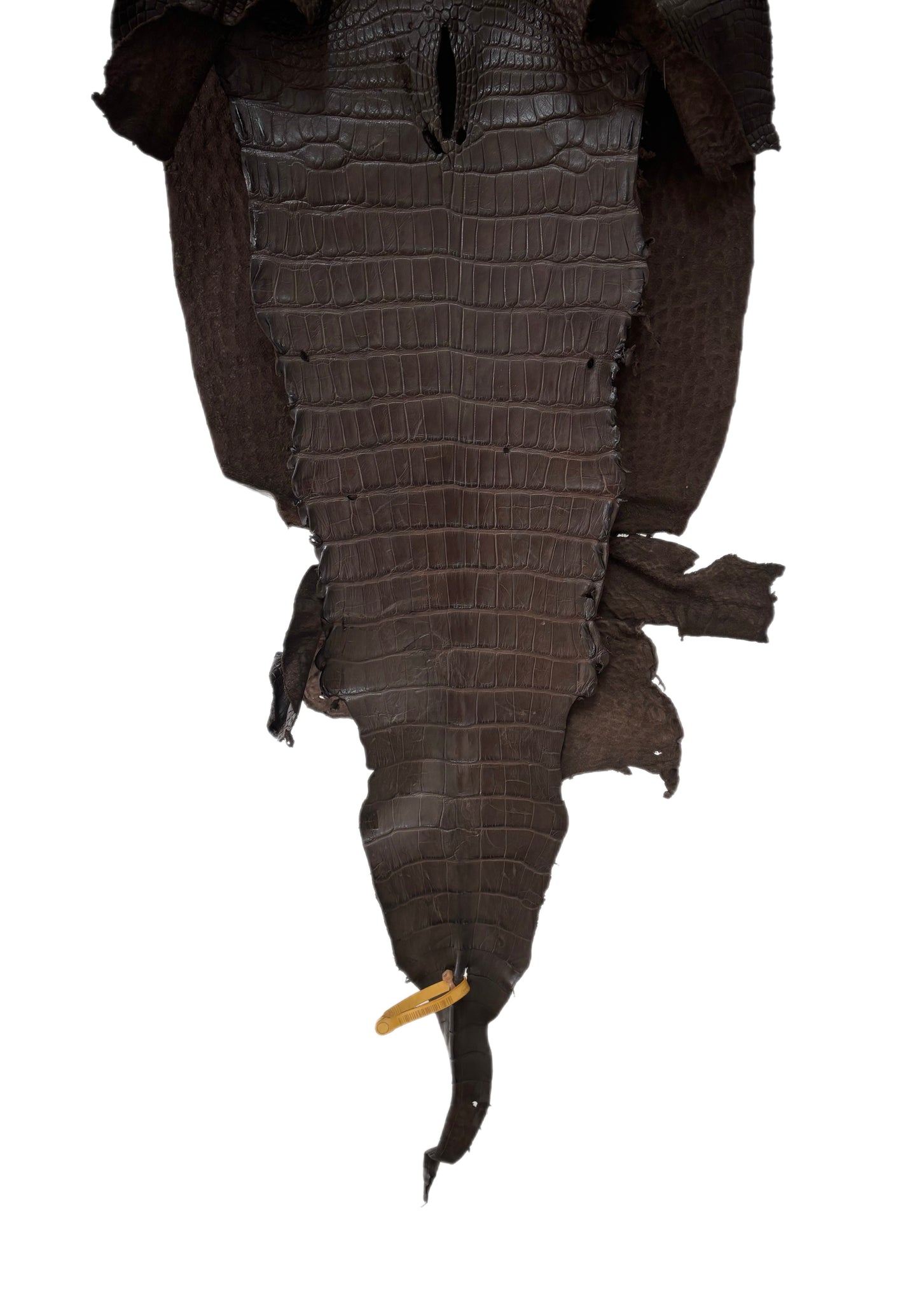 40 cm Grade 3/4 Chocolate Matte Wild American Alligator Leather - Tag: LA23-0024575