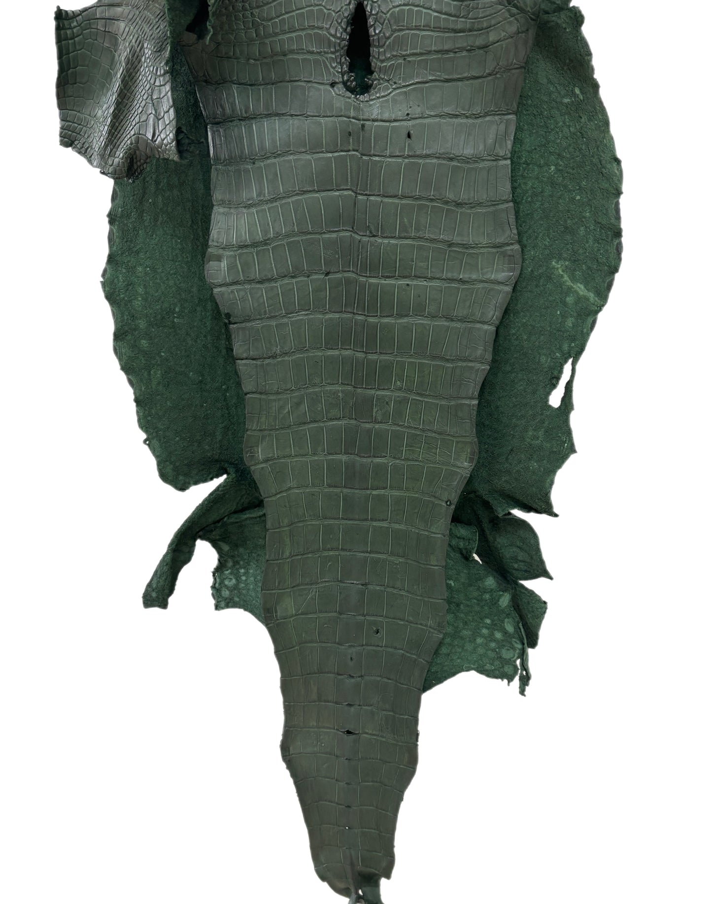 41 cm Grade 4/5 Forest Green Matte Wild American Alligator Leather - Tag: LA22-0021071