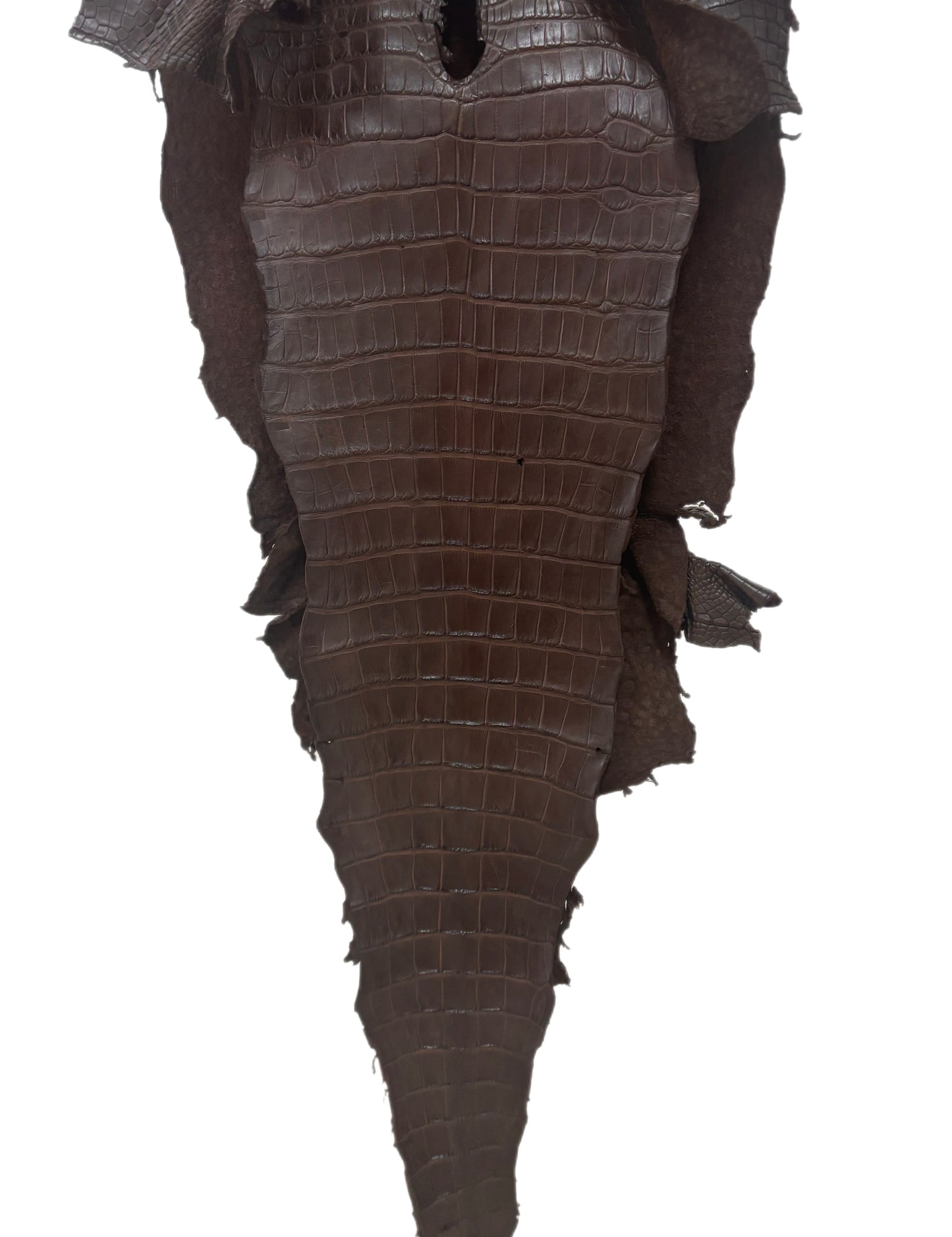 41 cm Grade 3/4 Chocolate Matte Wild American Alligator Leather - Tag: LA22-0025079