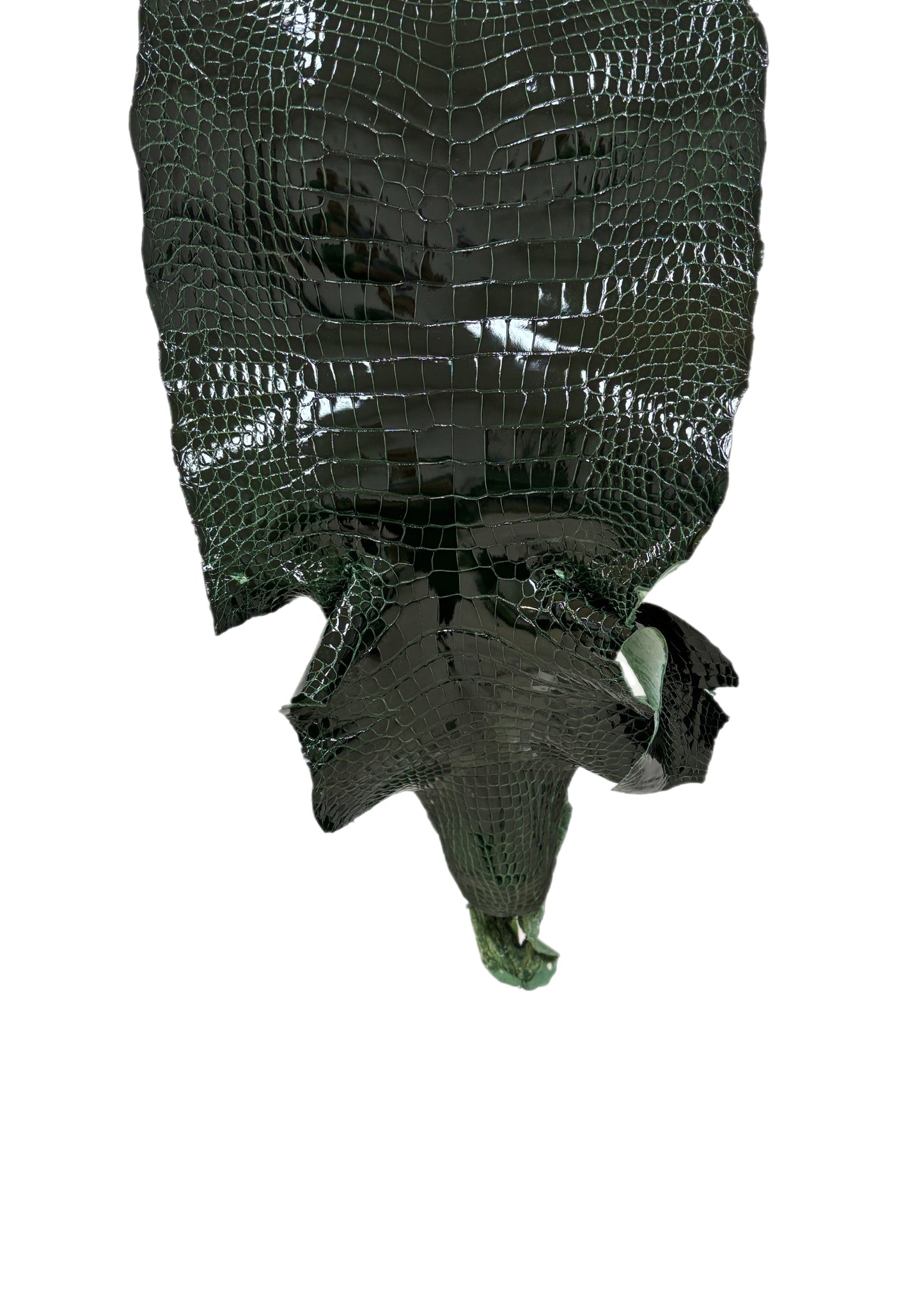 32 cm Grade 1 Forest Green Glazed Wild American Alligator Leather - Tag: LA18-0037663