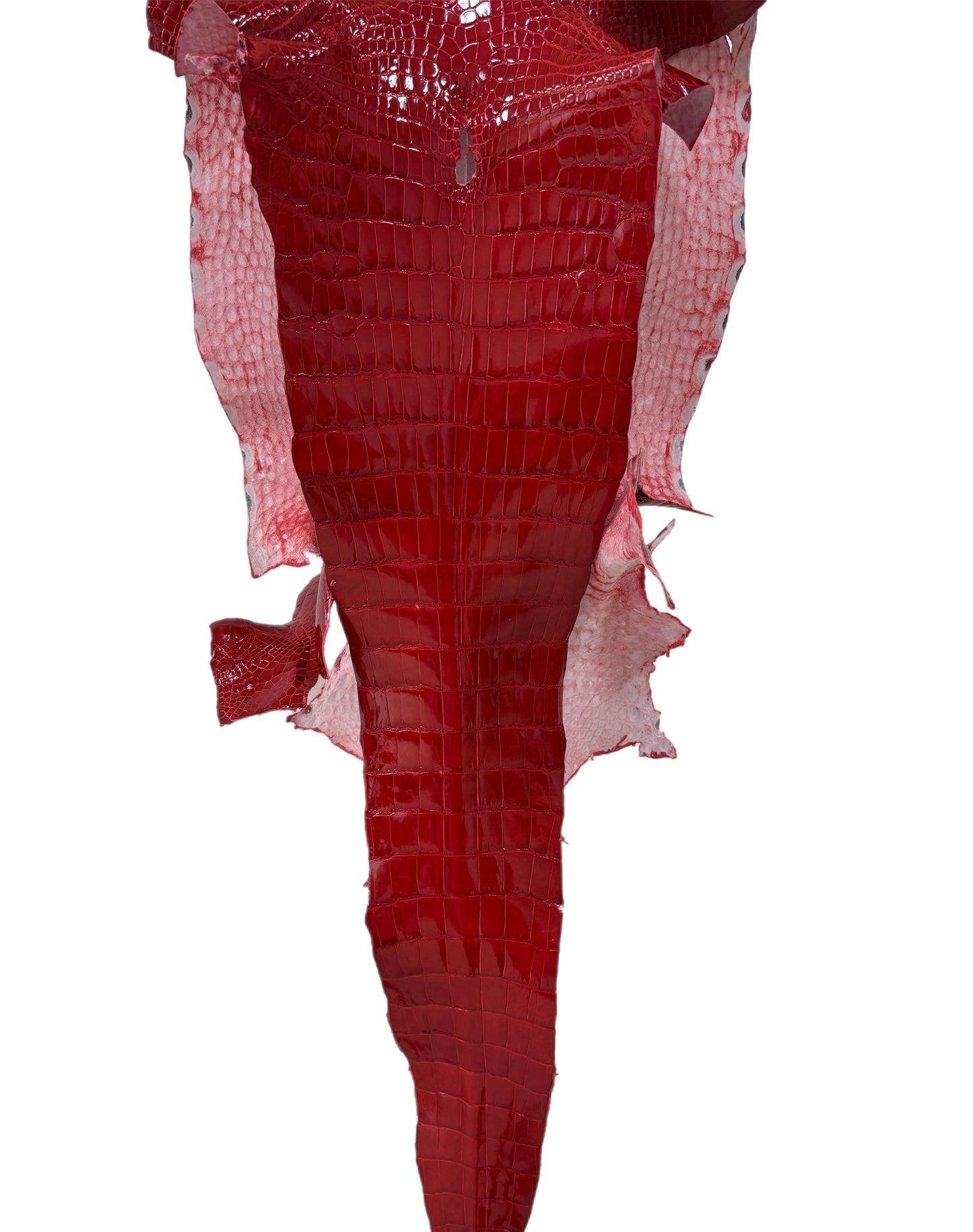 33 cm Grade 1/2 UGA Red Glazed Wild American Alligator Leather - Tag: LA16-0024833