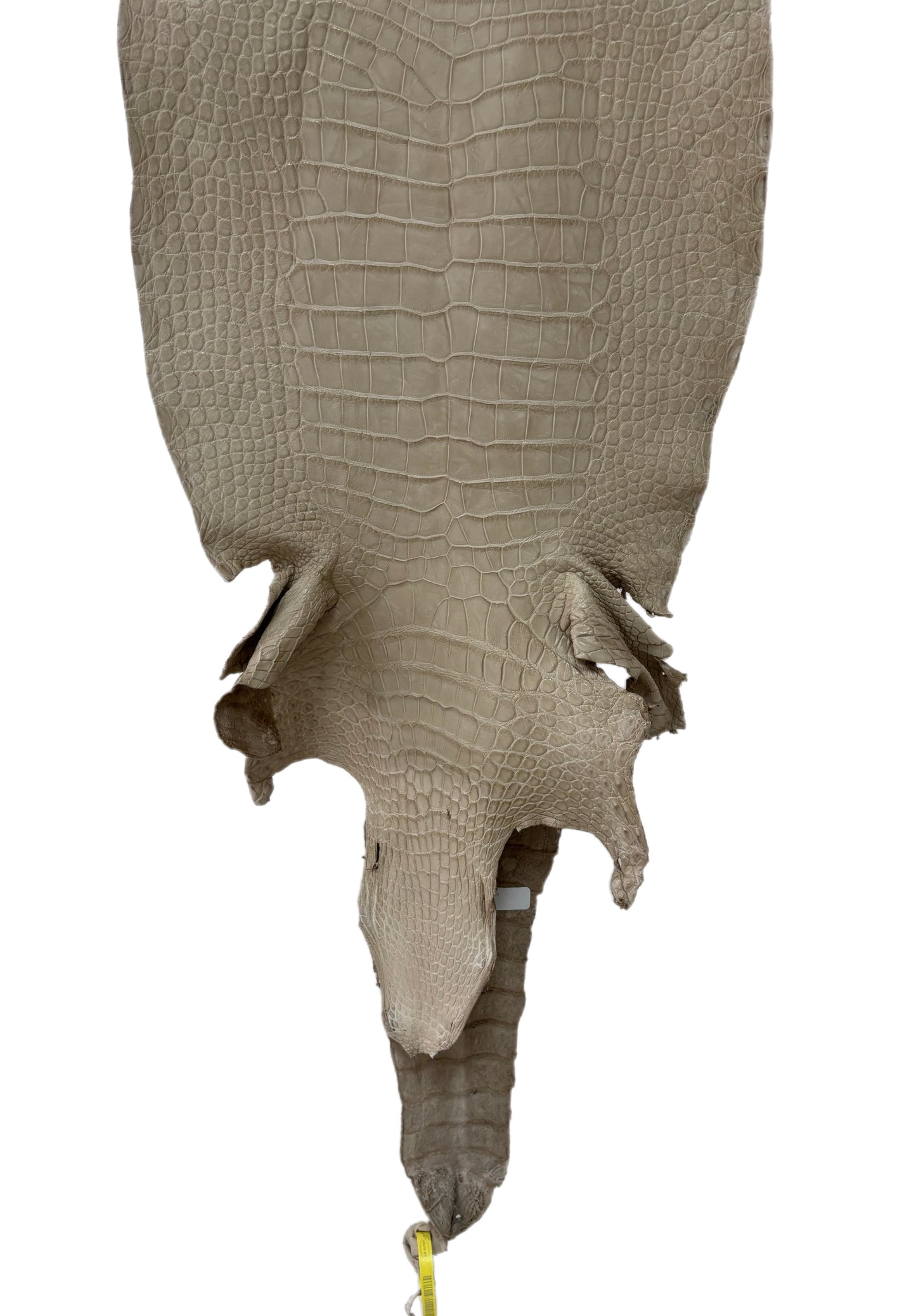 36 cm Grade 2/3 Oatmeal Matte Wild American Alligator Leather - Tag: LA25-0009430