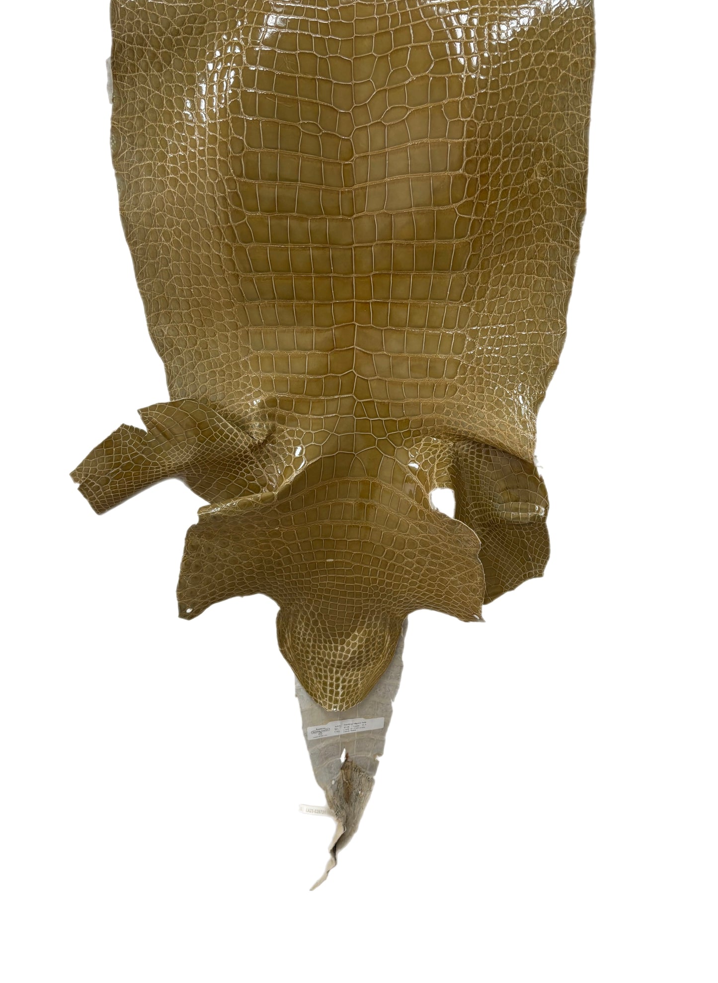 42 cm Grade 4/5 Cafe Au Lait Glazed Wild American Alligator Leather - Tag: LA23-0029731