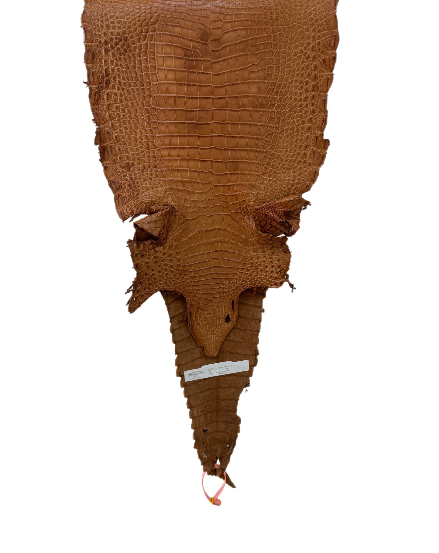 27 cm Grade 4/5 Almond Matte Farm Raised American Alligator Leather - Tag: FL21-0024813
