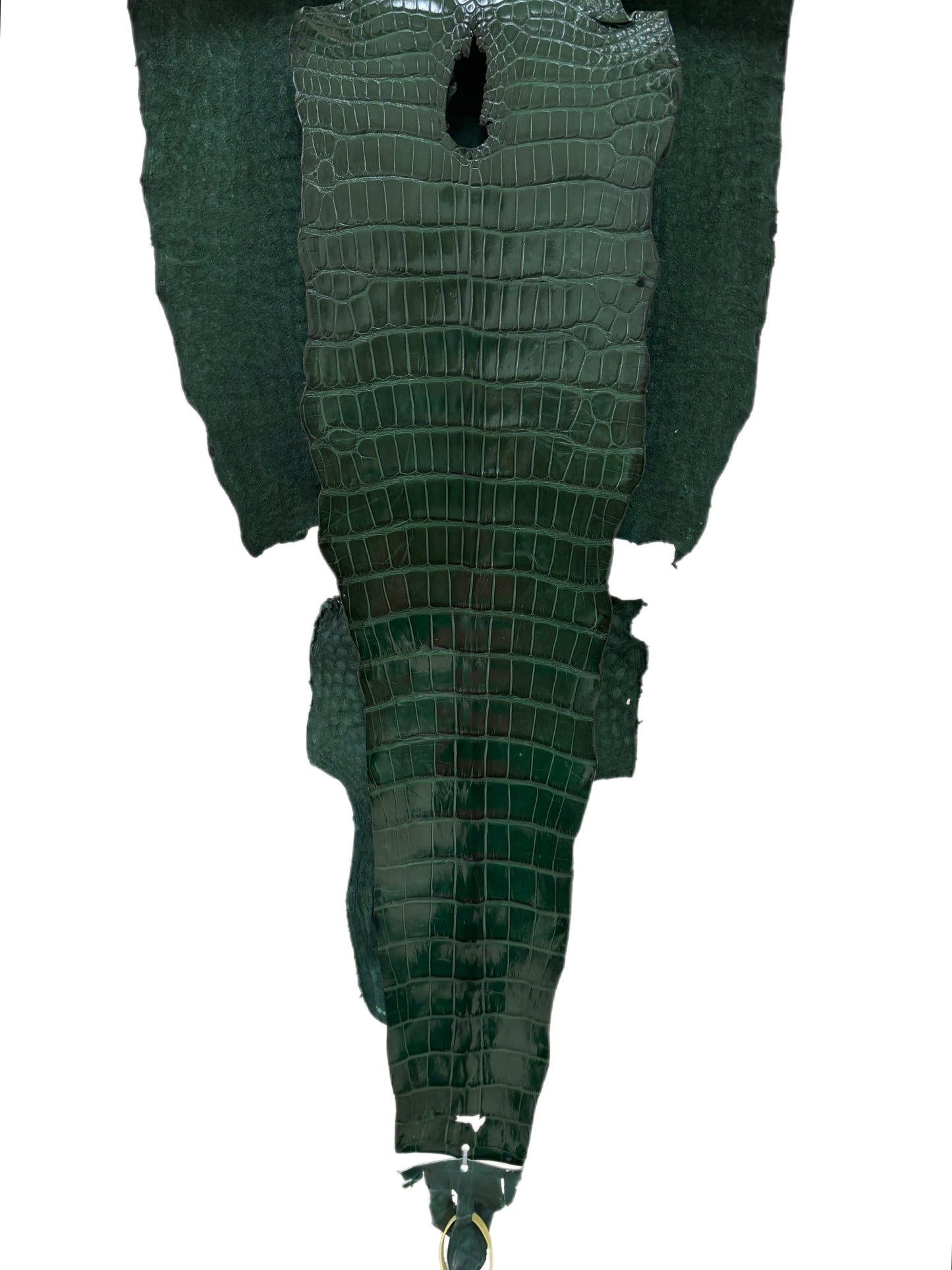 42 cm Grade 1/2 Forest Green Millennium Wild American Alligator Leather - Tag: LA16-0016650