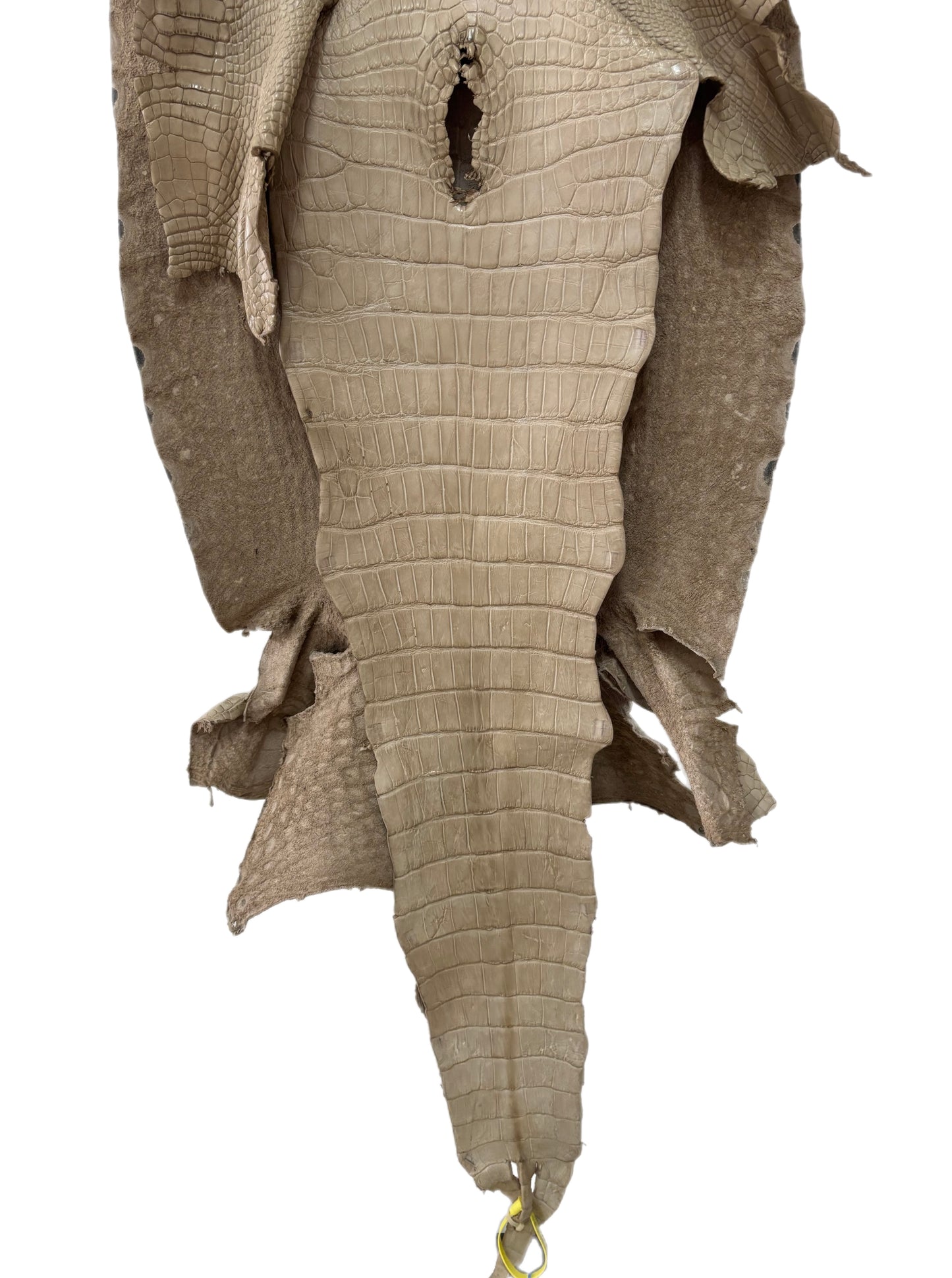 52 cm Grade 2/3 Oatmeal Matte Wild American Alligator Leather - Tag: LA25-0020103