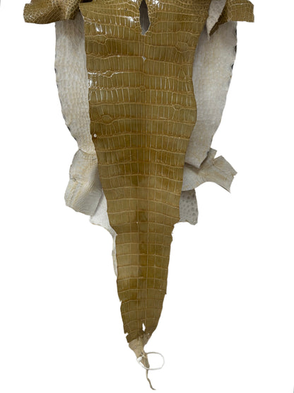 42 cm Grade 4/5 Cafe Au Lait Glazed Wild American Alligator Leather - Tag: LA23-0029731