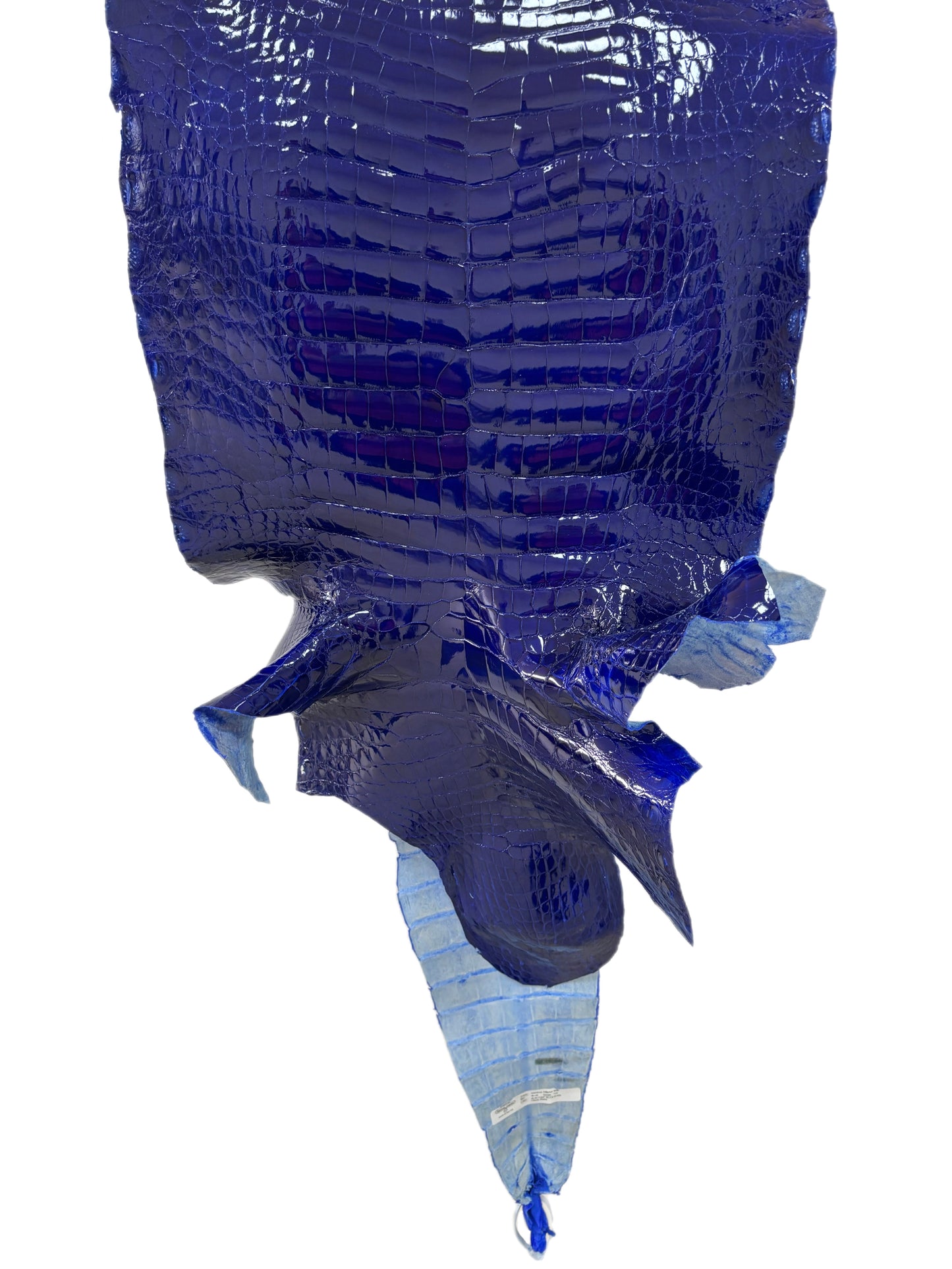 46 cm Grade 1/2 Electric Blue Glazed Wild American Alligator Leather - Tag: FL23-0002152