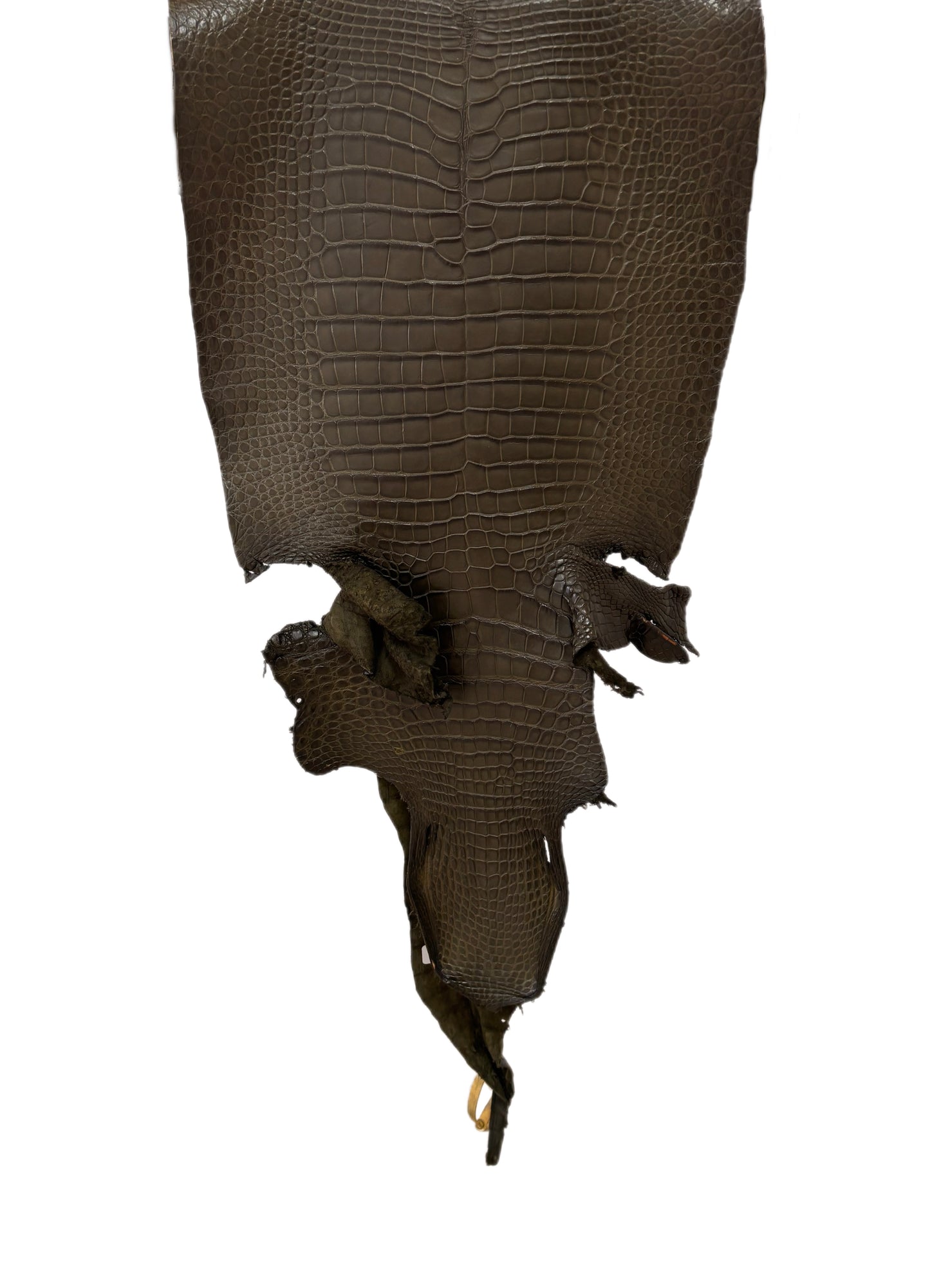 39 cm Grade 2/3 Olive Matte Wild American Alligator Leather - Tag: LA16-0043163