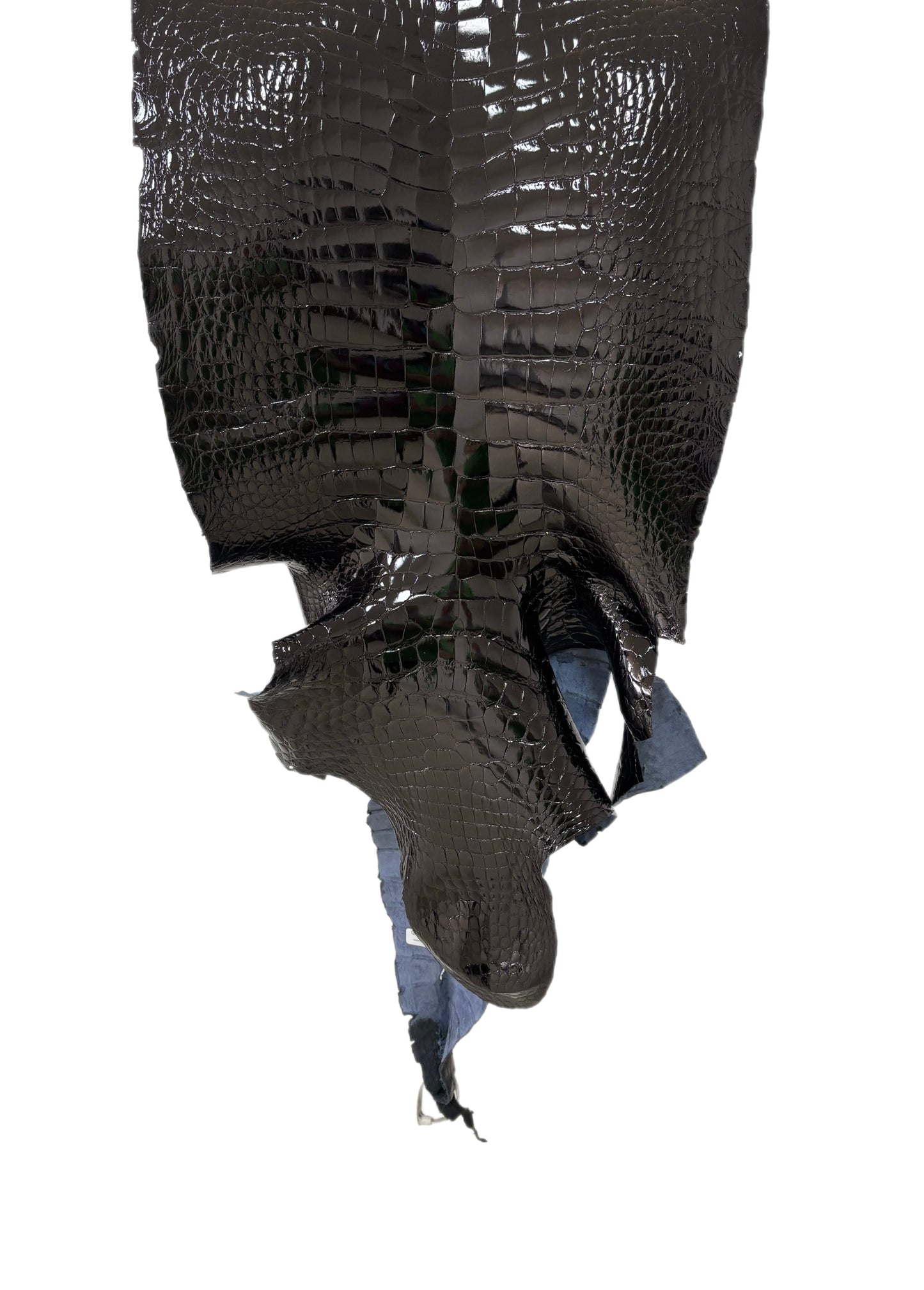43 cm Grade 1/2 Black Glazed Wild American Alligator Leather - Tag: LA23-0022541