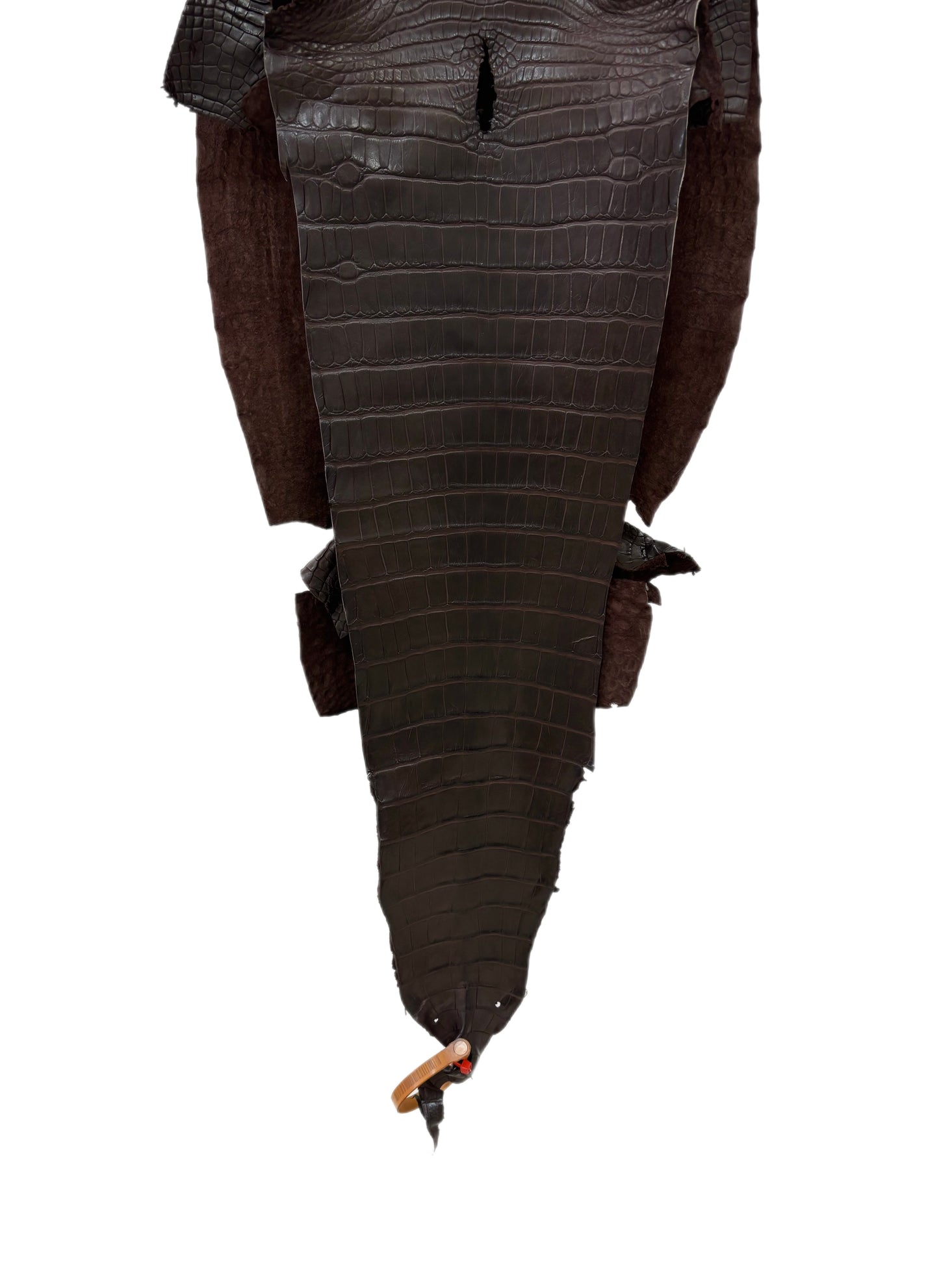 31 cm Grade 2/3 Chocolate Matte Farm-Raised American Alligator Leather - Tag: LA23-0531983