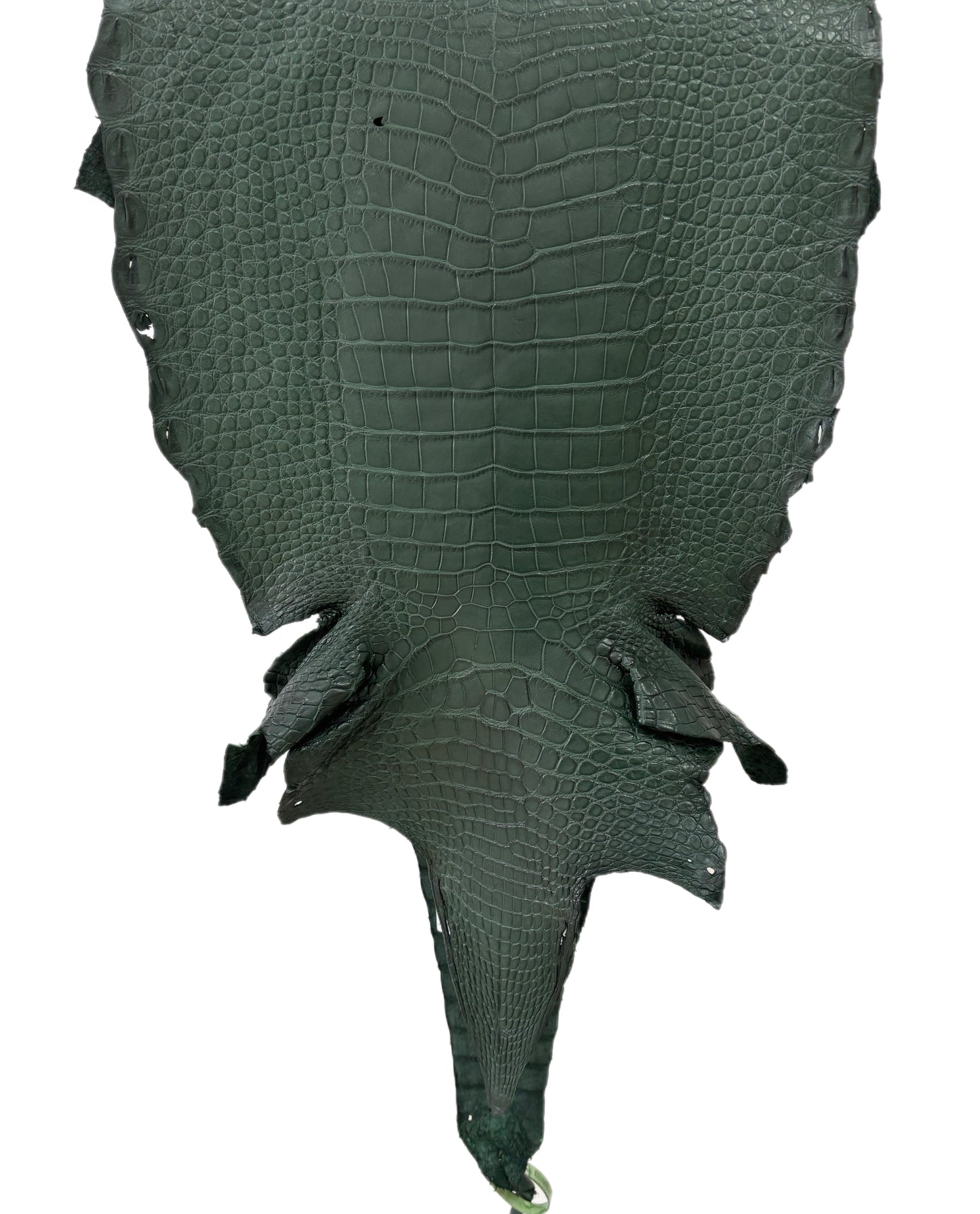 37 cm Grade 2/3 Forest Green Matte Wild American Alligator Leather - Tag: LA23-0050113