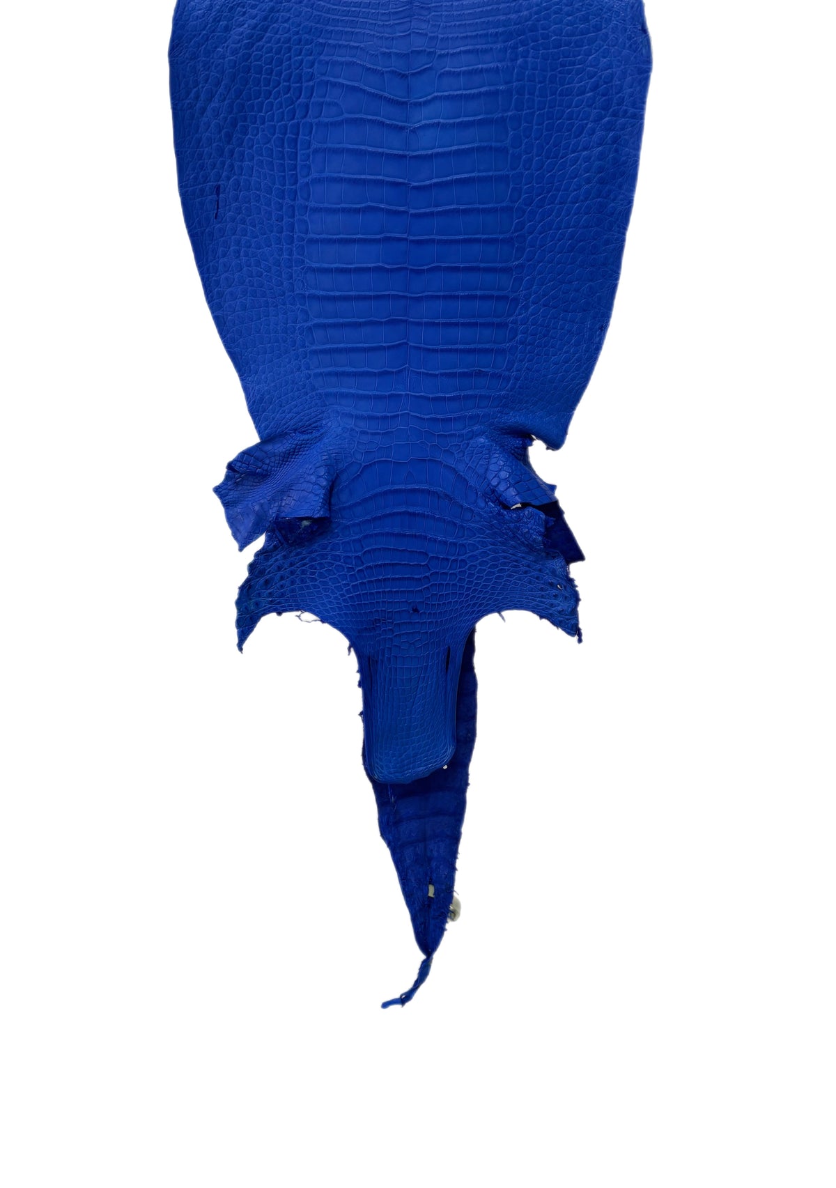 31 cm Grade 2/3 Royal Blue Matte Wild American Alligator Leather - Tag: LA16-0031100