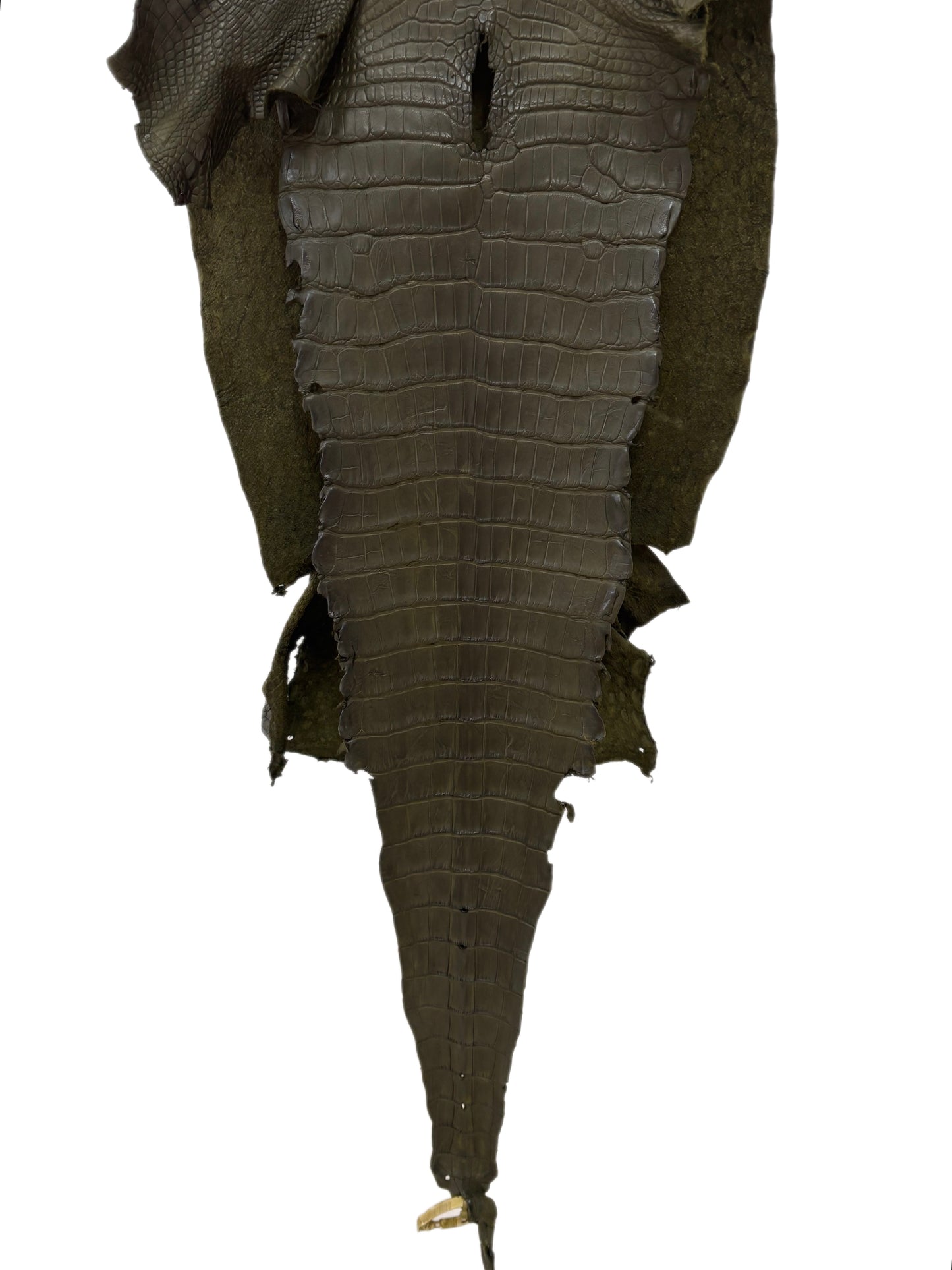 43 cm Grade 3/4 Olive Matte Wild American Alligator Leather - Tag: LA23-0048119