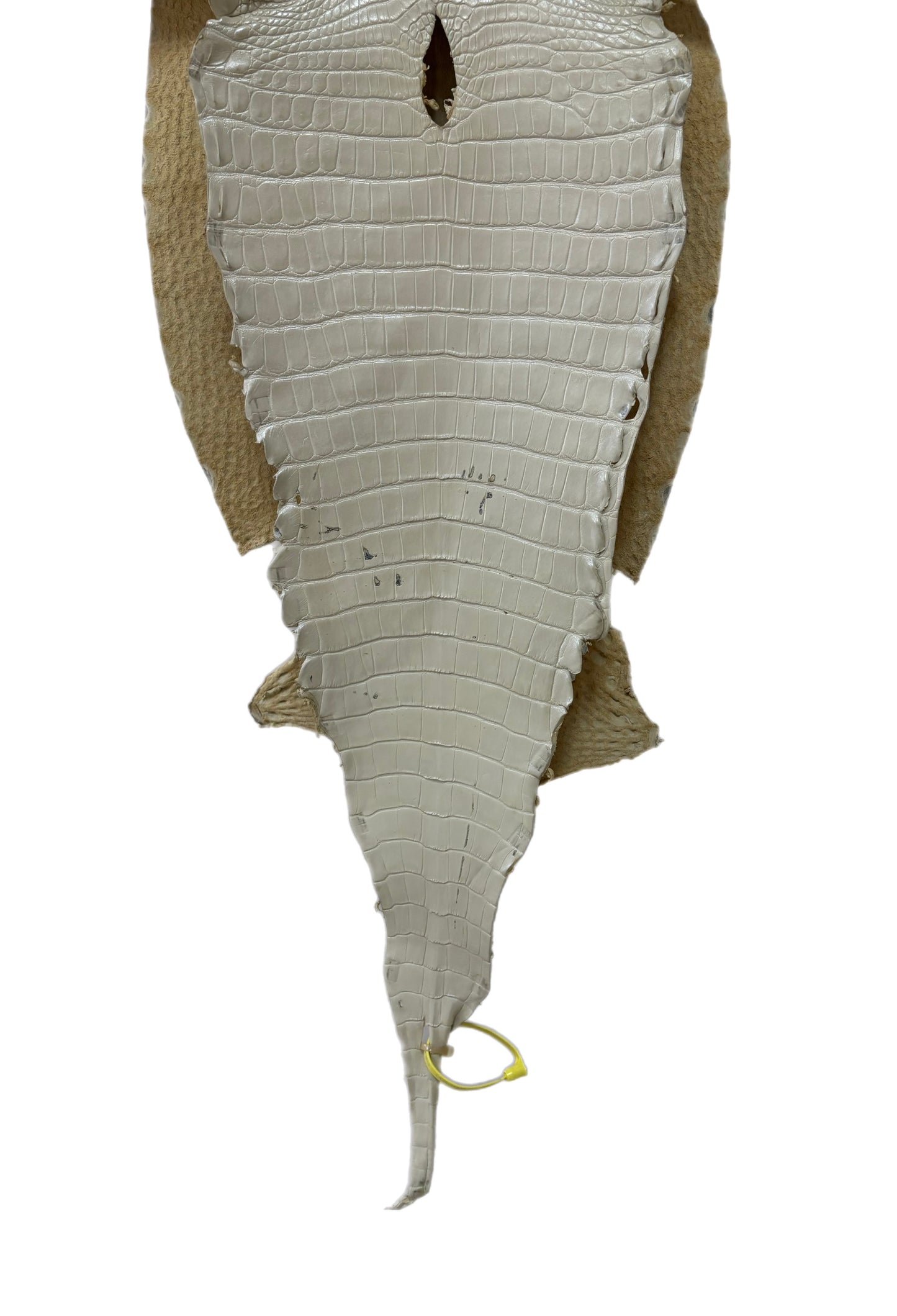 35 cm Grade 2/3 White Pearl Matte Farm-Raised American Alligator Leather - Tag: LA25-0316391