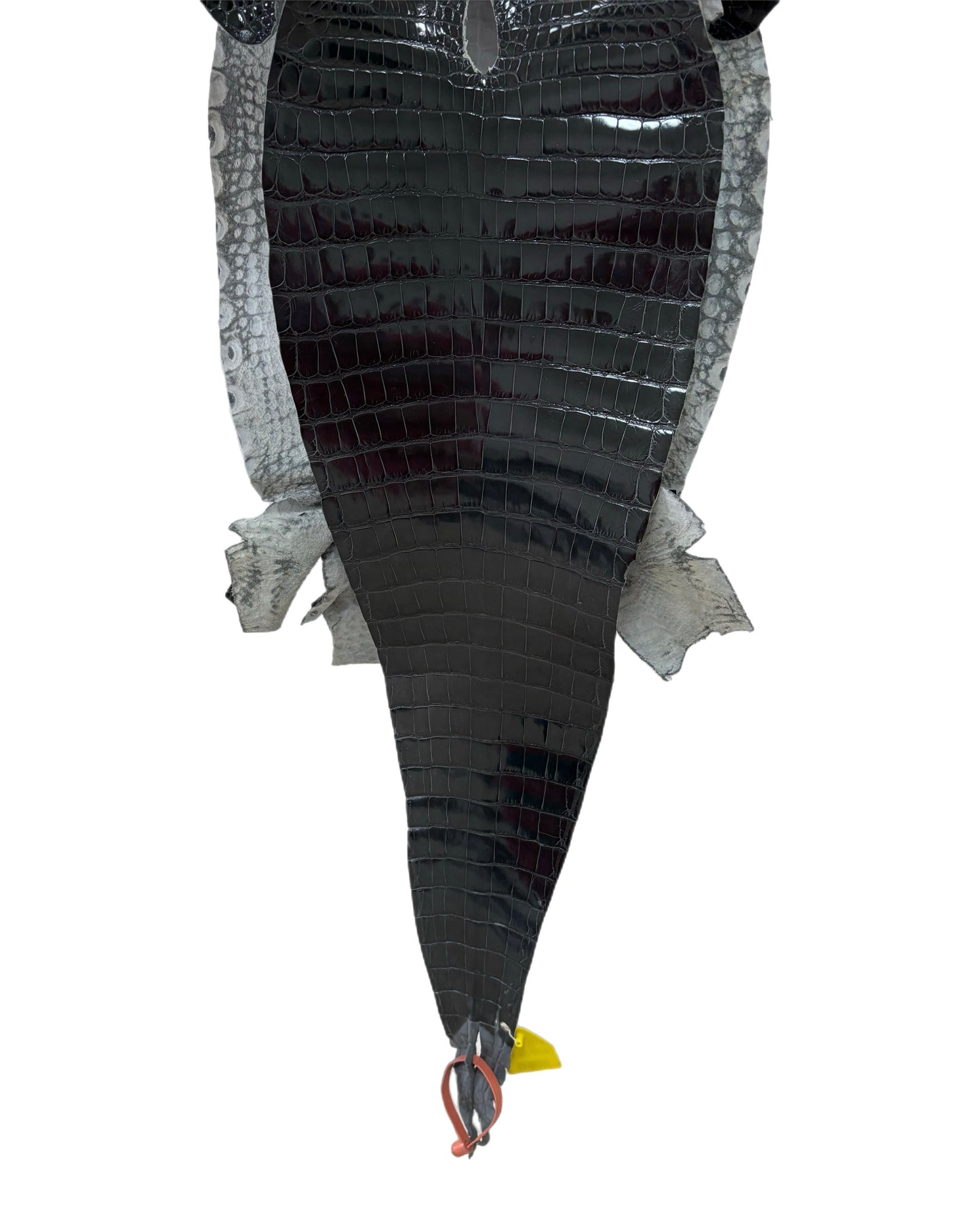 33 cm Grade 2/3 Grey Glazed Farm-Raised American Alligator Leather - Tag: GA14-0008041