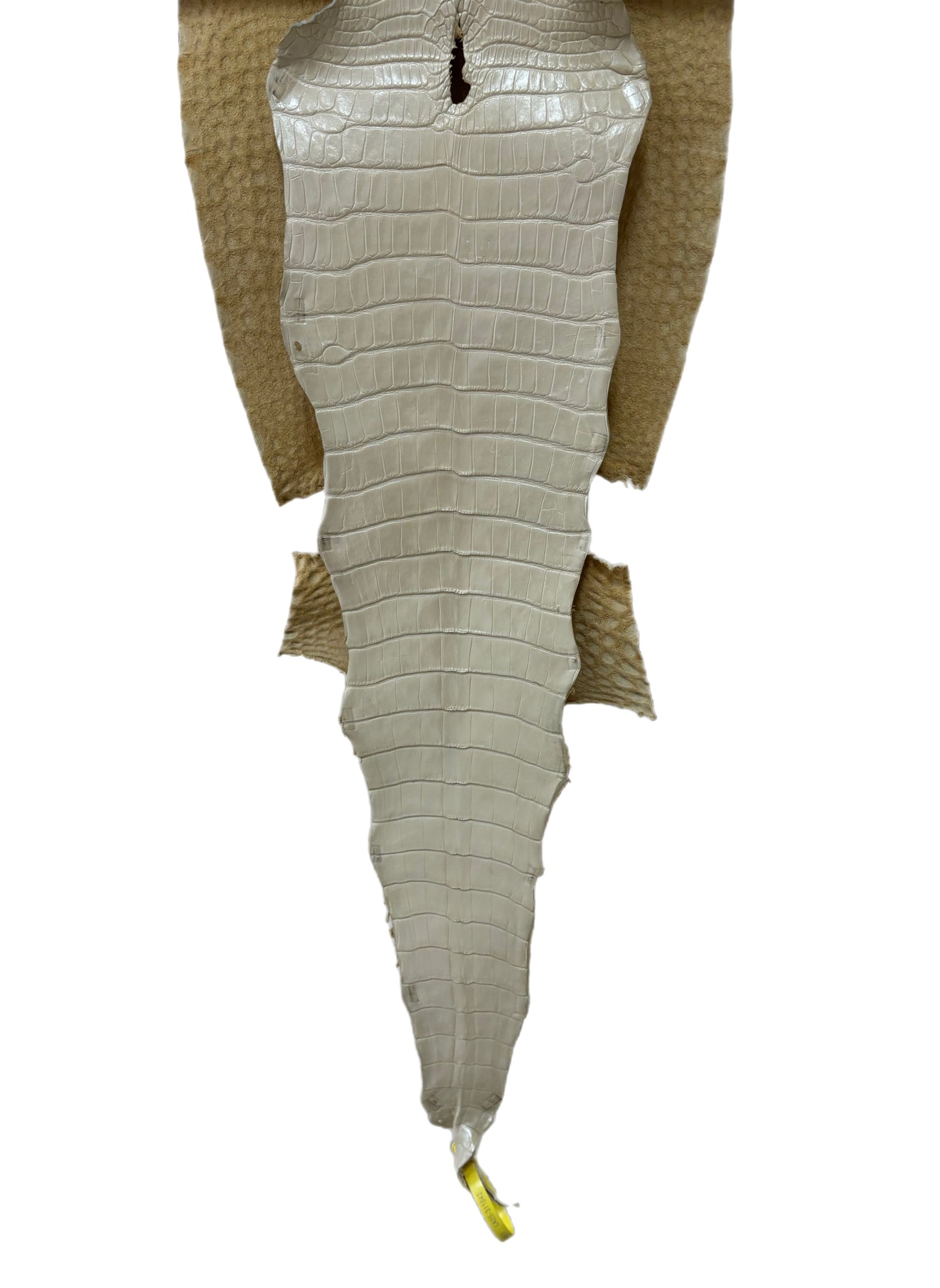 32 cm Grade 1/2 White Pearl Matte Farm-Raised American Alligator Leather - Tag: LA25-0311042