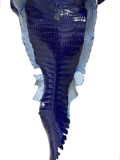 35 cm Grade 1/2 Electric Blue Glazed Wild American Alligator Leather - Tag: FL16-0000752