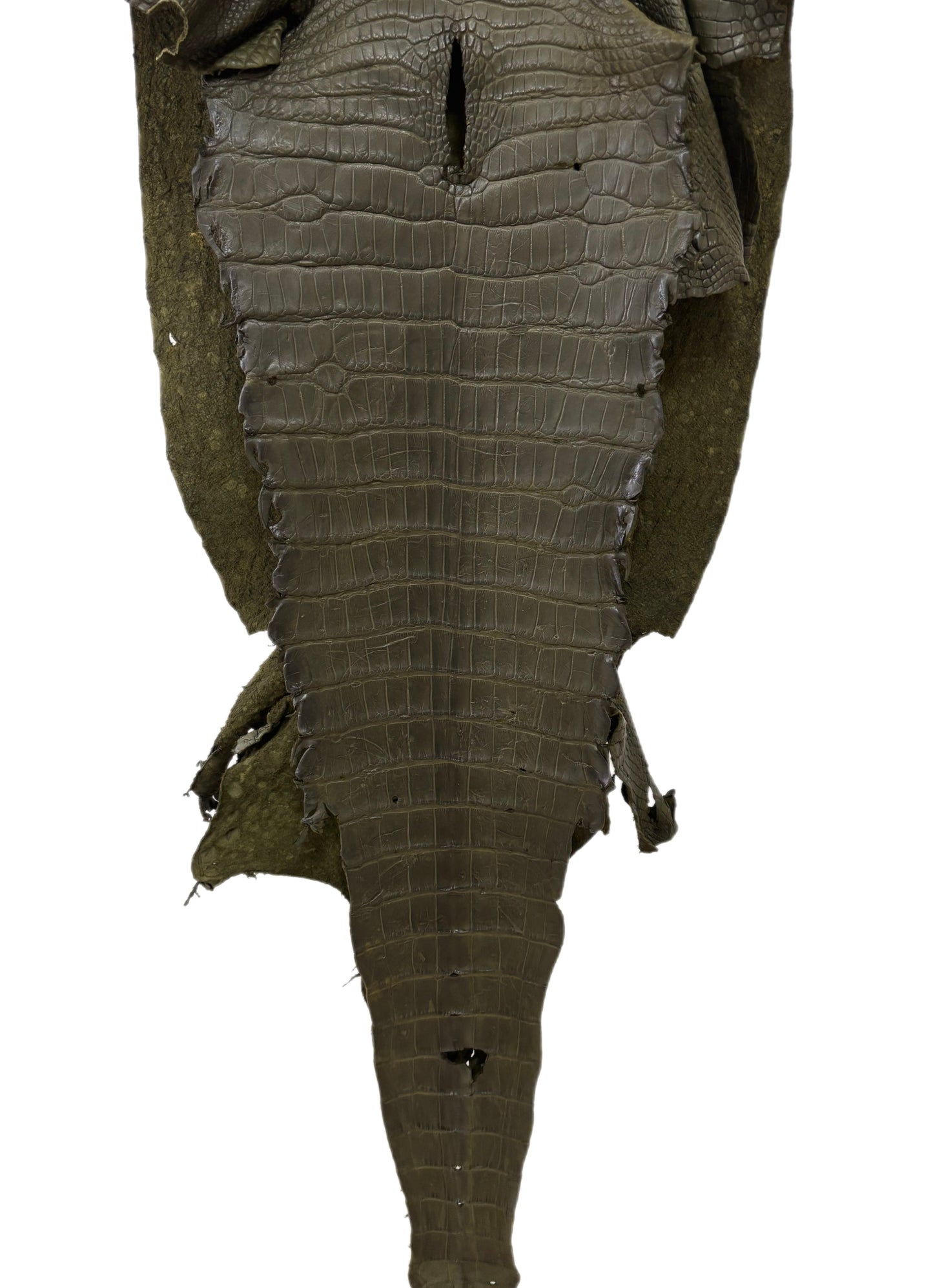 43 cm Grade 3/4 Olive Matte Wild American Alligator Leather - Tag: LA23-0002130
