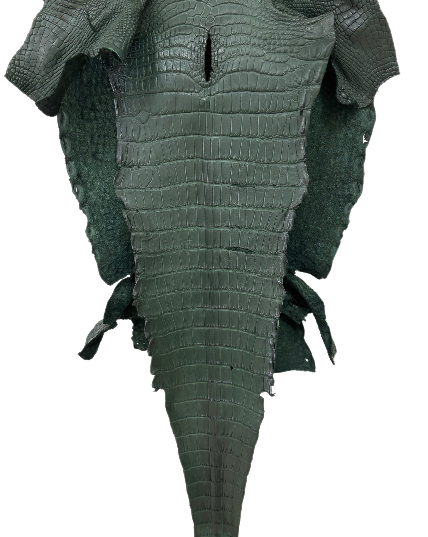 37 cm Grade 2/3 Forest Green Matte Wild American Alligator Leather - Tag: LA23-0050113