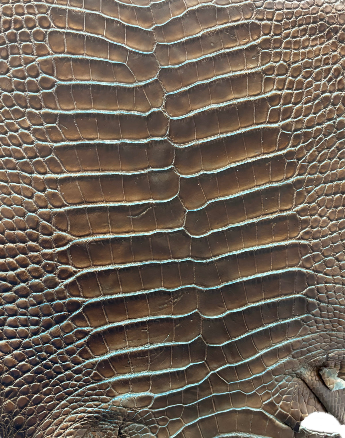 25-30 cm Grade 2/3 Pacifica Matte American Alligator Leather | Closeout Deal