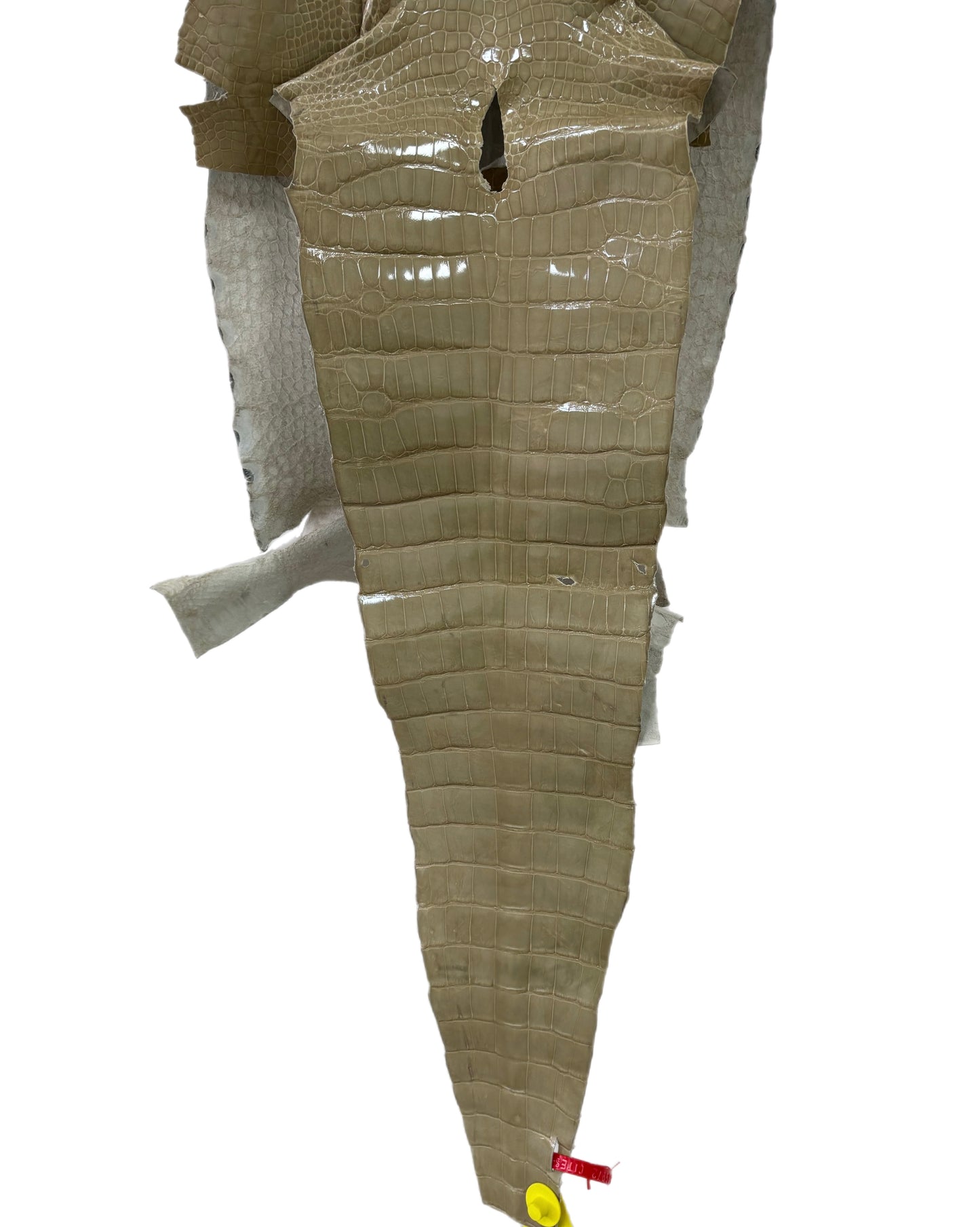 34 cm Grade 4/5 Ash Glazed Wild American Alligator Leather - Tag: ITCC-0539972