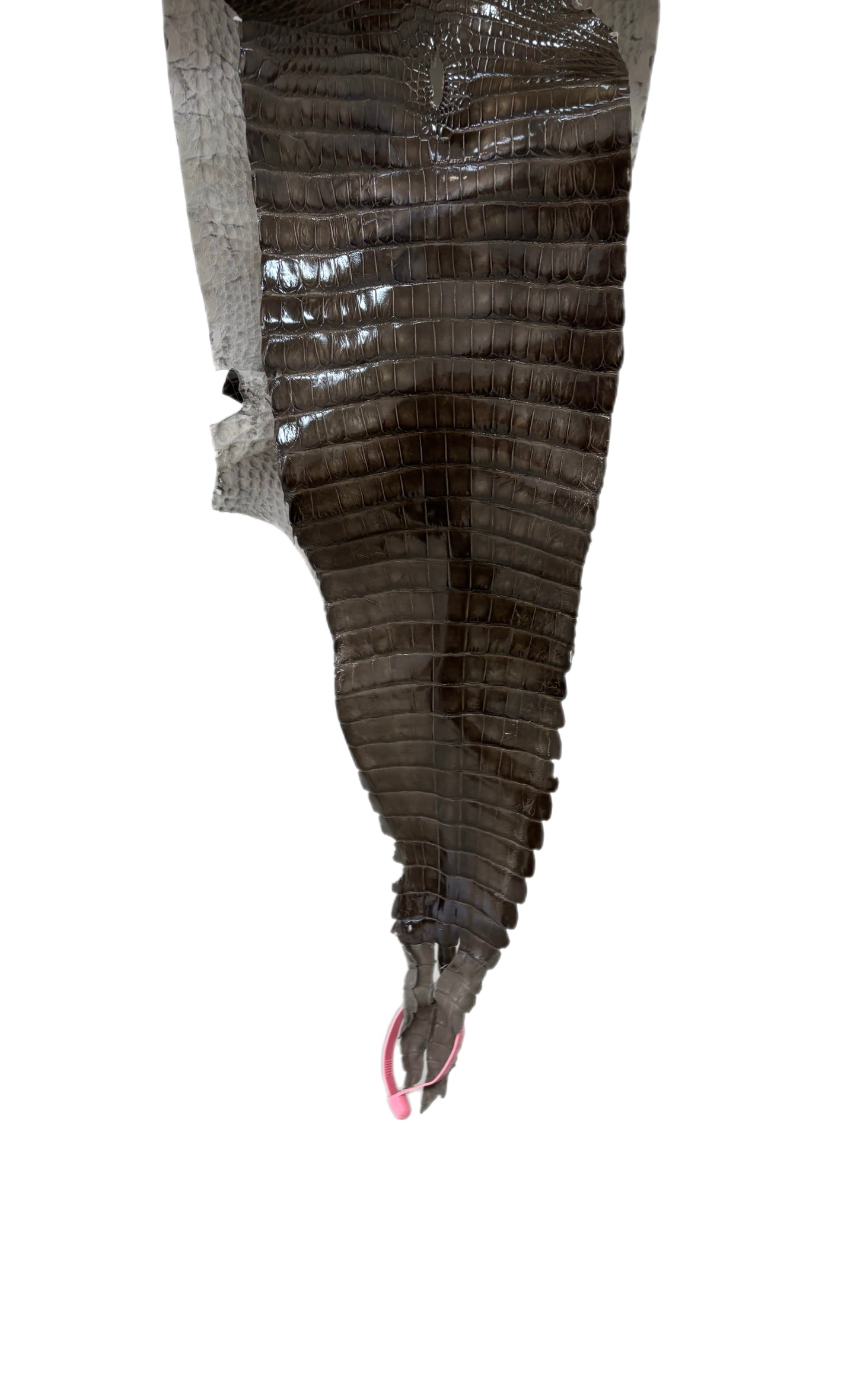 23 cm Grade 1/2 Cocoa Glazed Wild American Alligator Leather - Tag: FL21-0024488