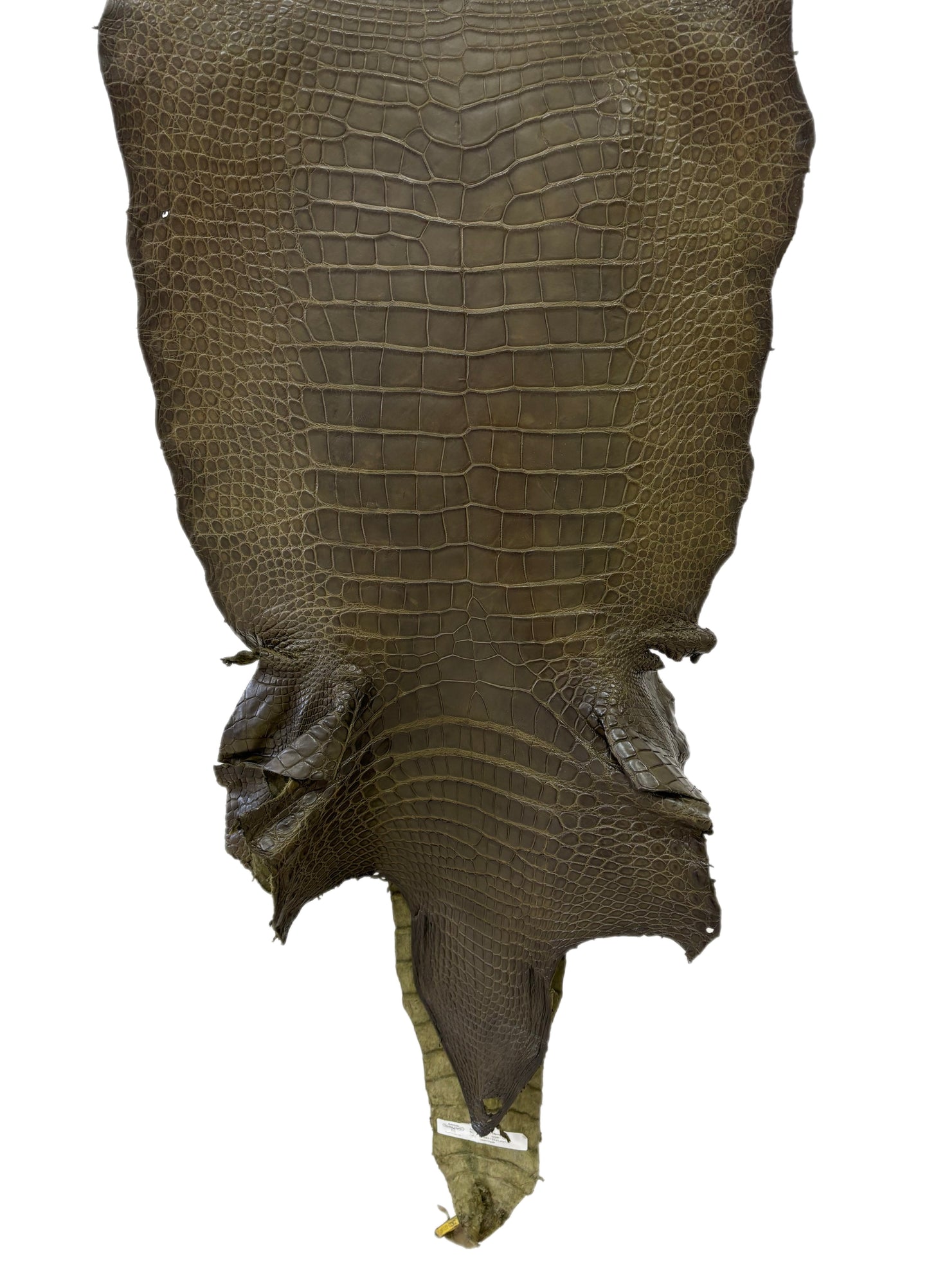 51 cm Grade 3/4 Loden Green Matte Wild American Alligator Leather - Tag: LA22-0021168