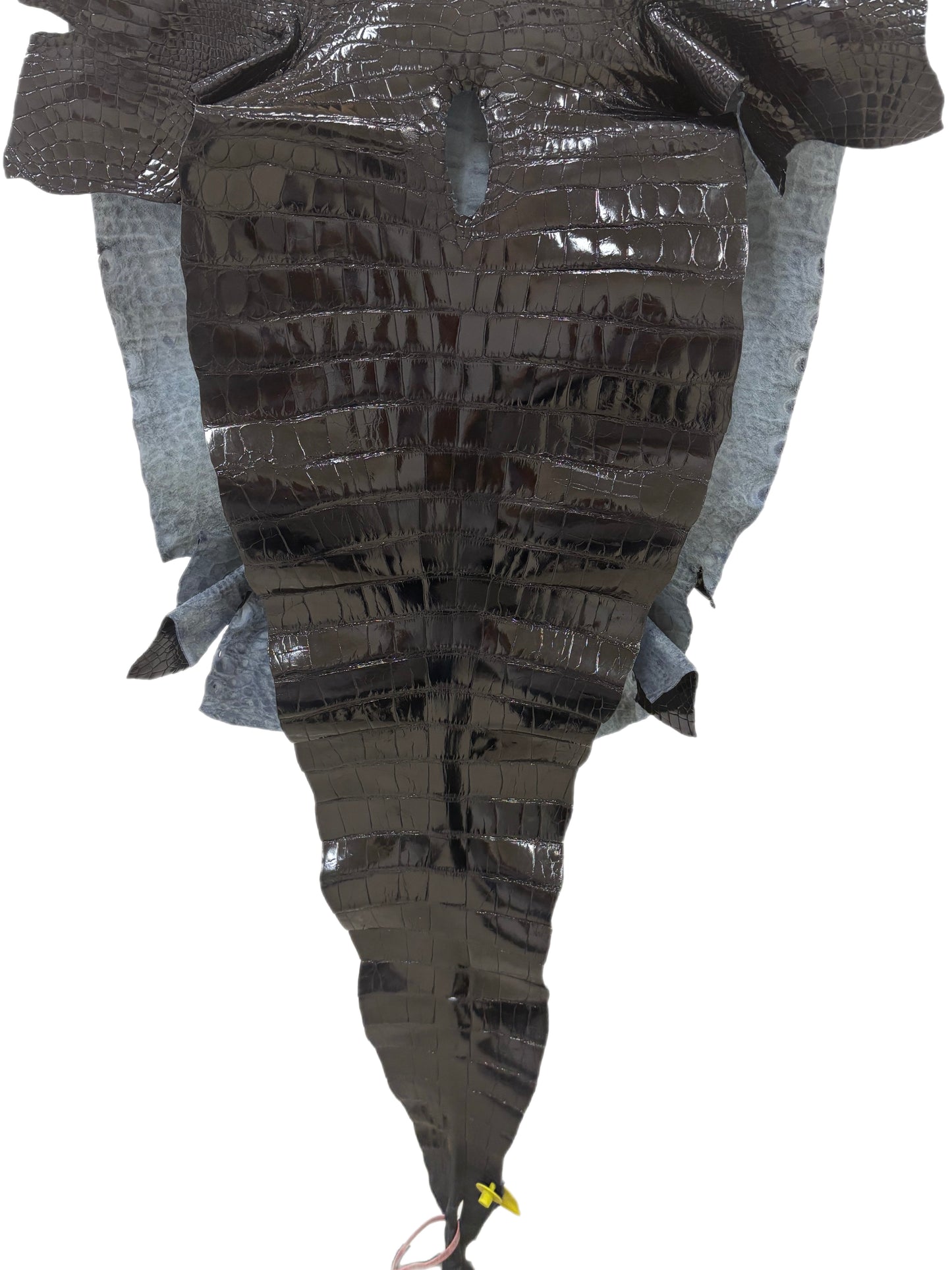 58 cm Grade 2/3 Black Glazed Farm-Raised American Alligator Leather - Tag: FL14-0004080