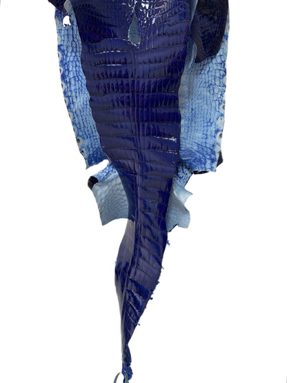34 cm Grade 1/2 Electric Blue Glazed Wild American Alligator Leather - Tag: LA16-0017960