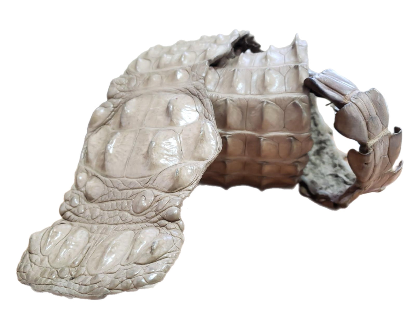 90-99 Cm Grade 1 Oryx Matte Nile Crocodile Backstrap Leather