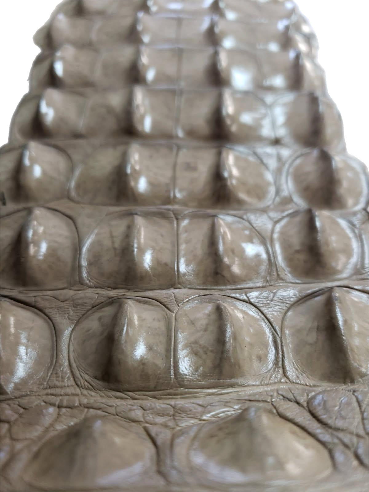 90-99 Cm Grade 1 Oryx Matte Nile Crocodile Backstrap Leather